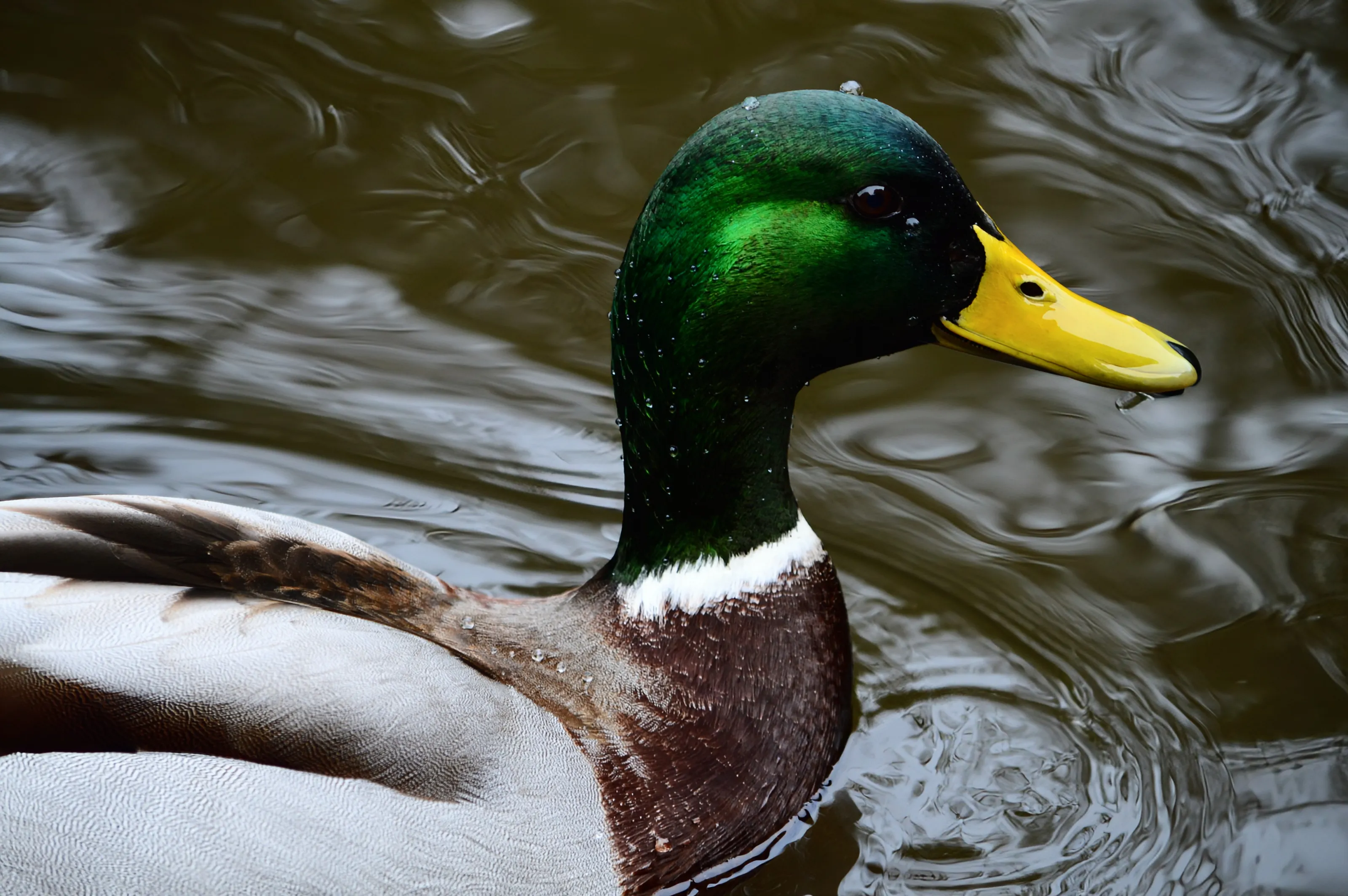 Ducks in Nature