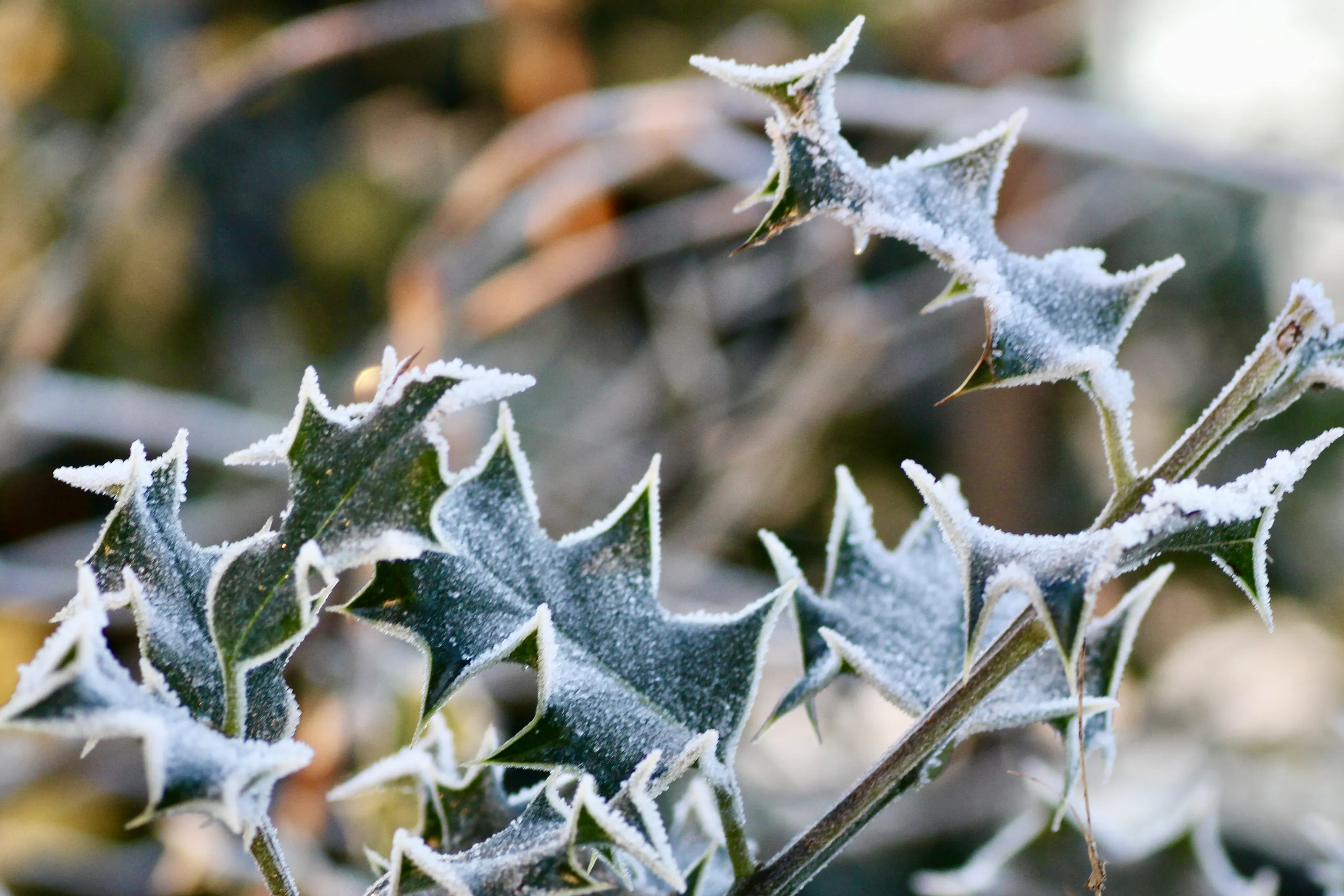 Frost on Living Leaves