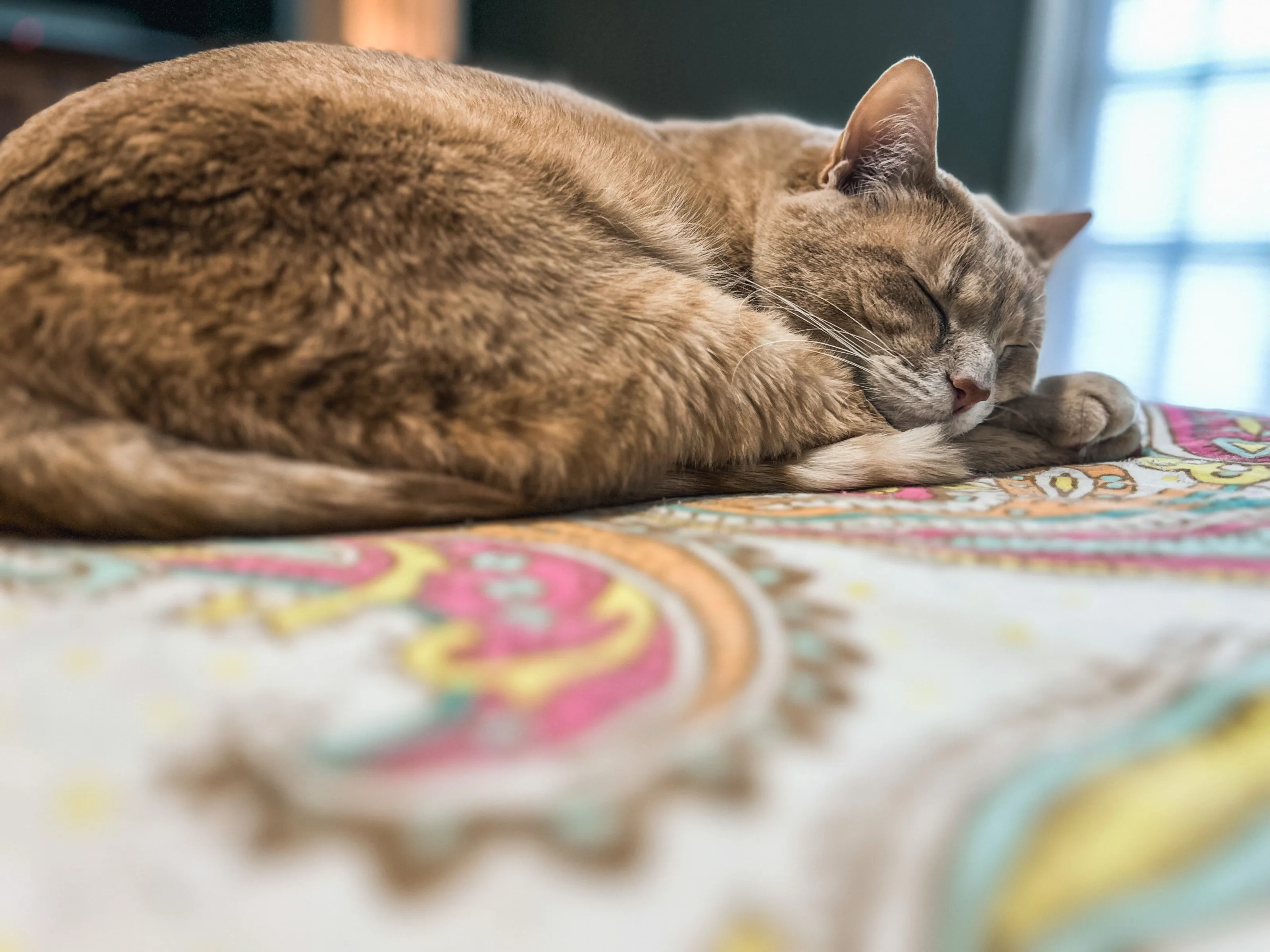 Sleeping Animals