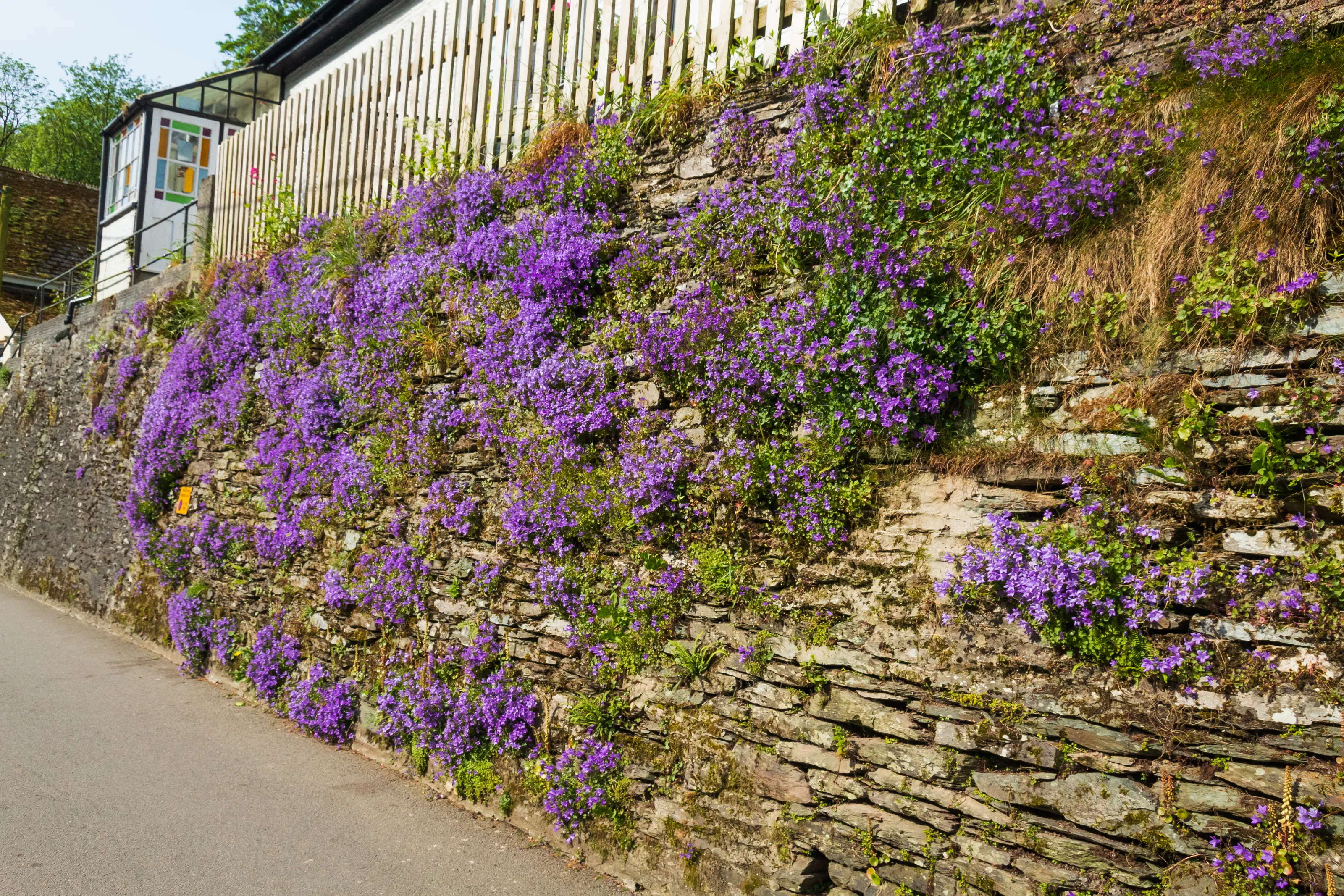 Flowers on a Wall (in colour)