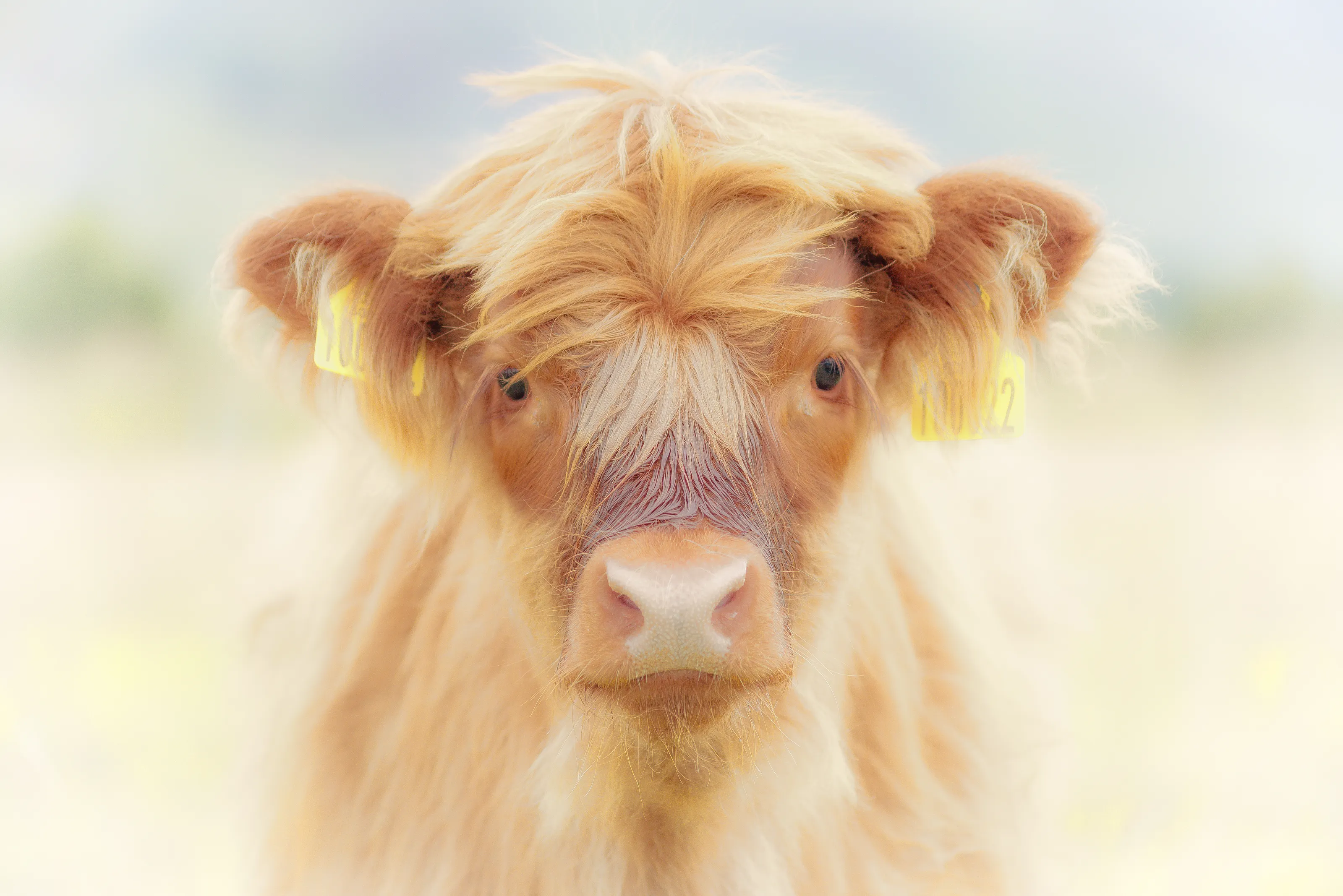 Farm Animals (not dogs or cats)