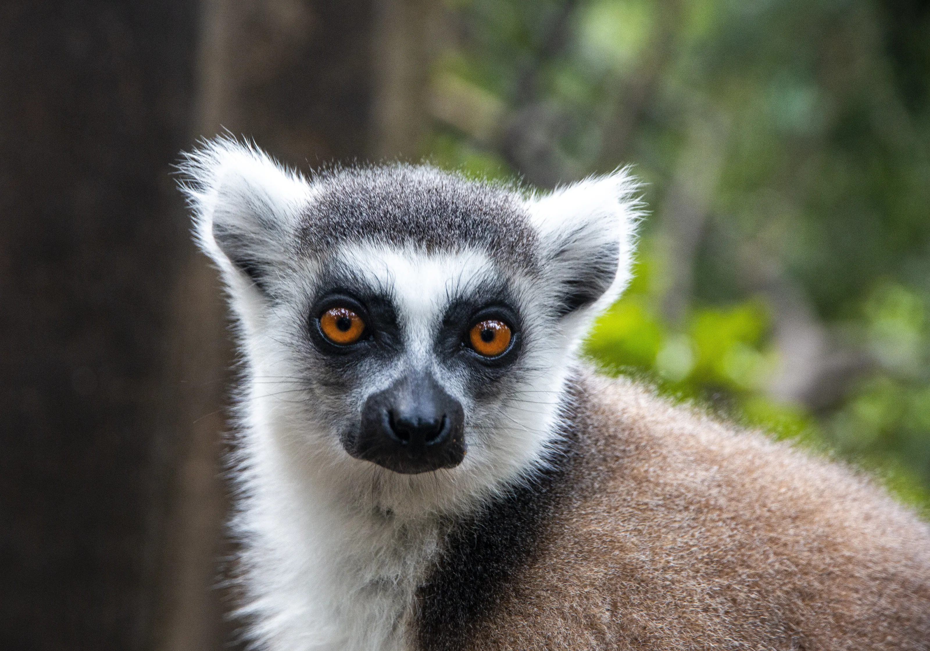 Lemurs (in colour)