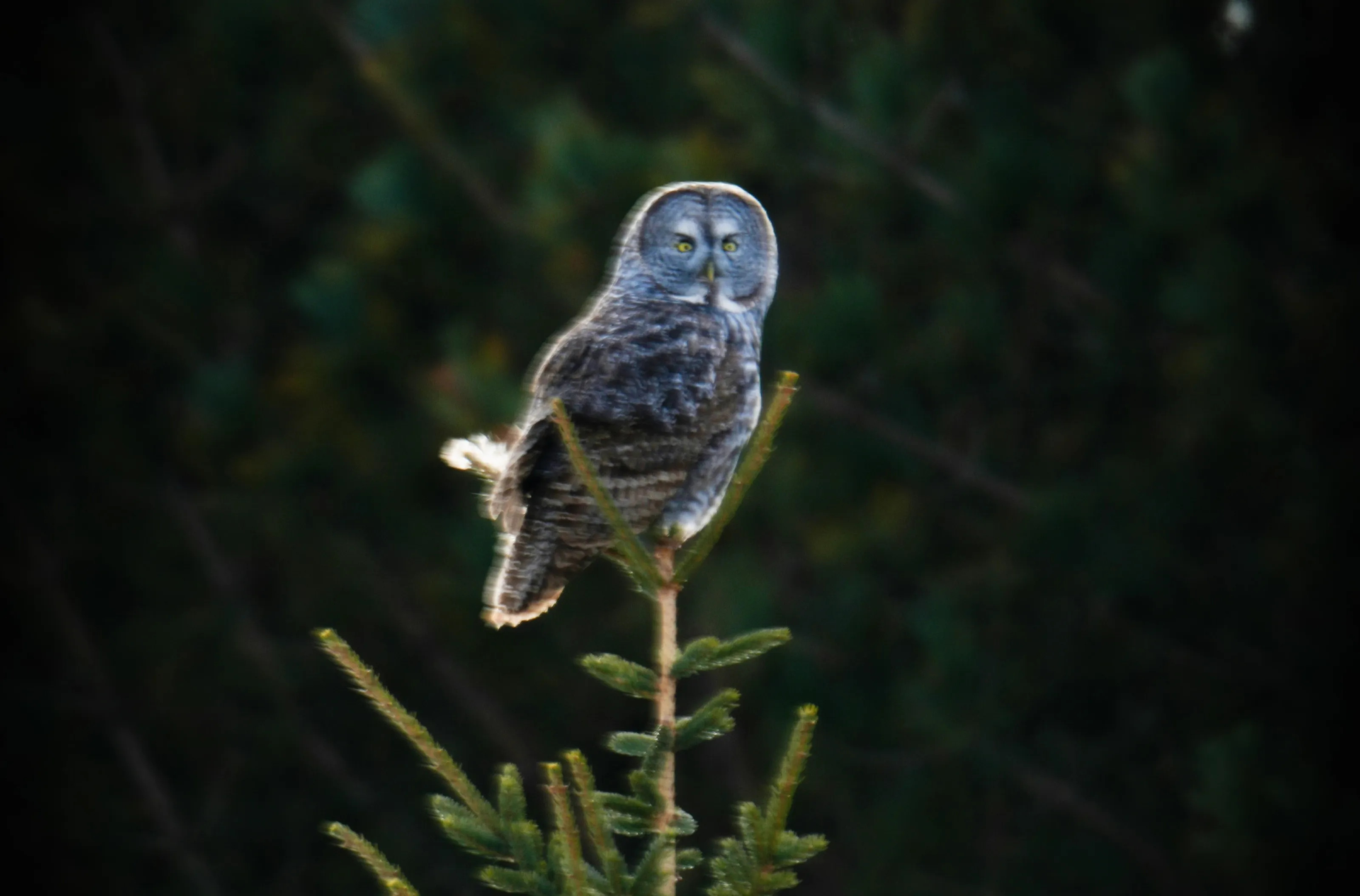 Owls