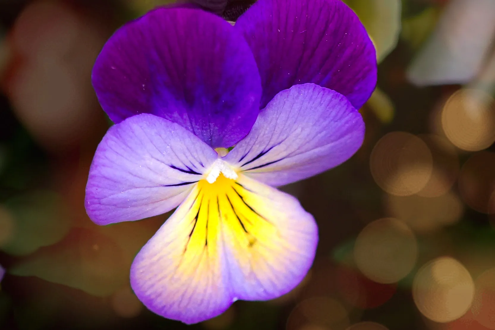 Yellow and Purple Together