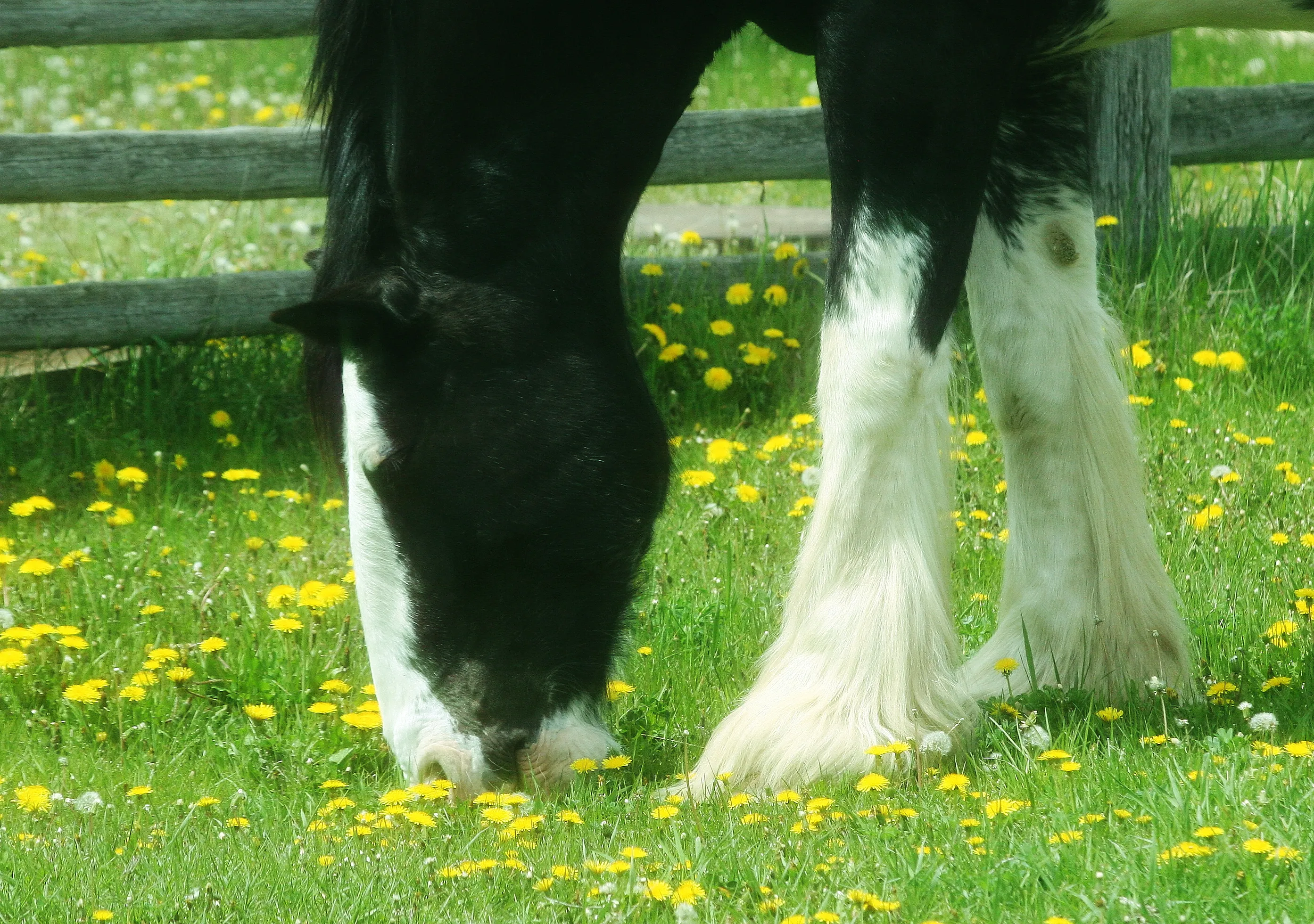 Tame or Domesticated Horses