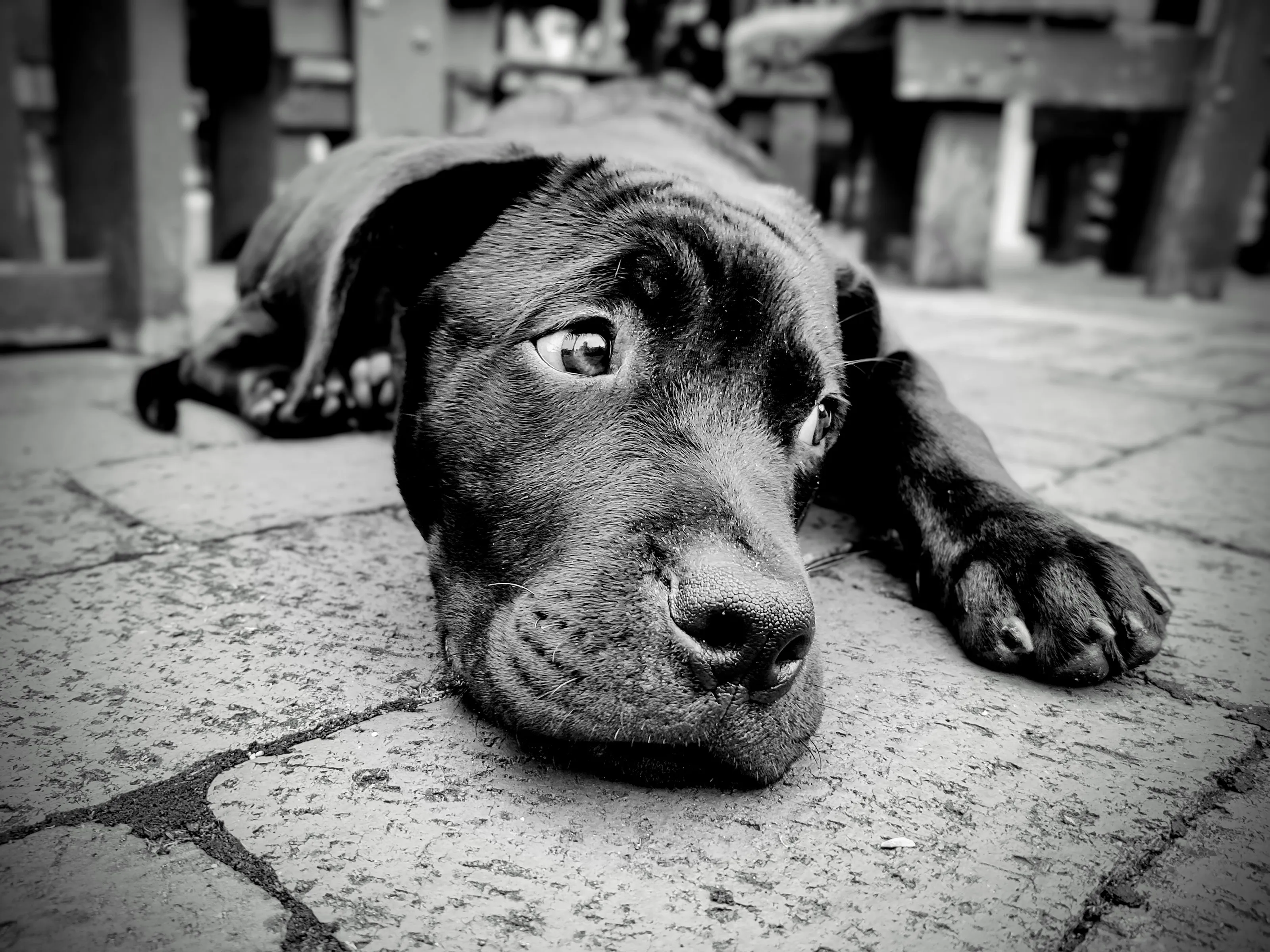 One Puppy in Black and White