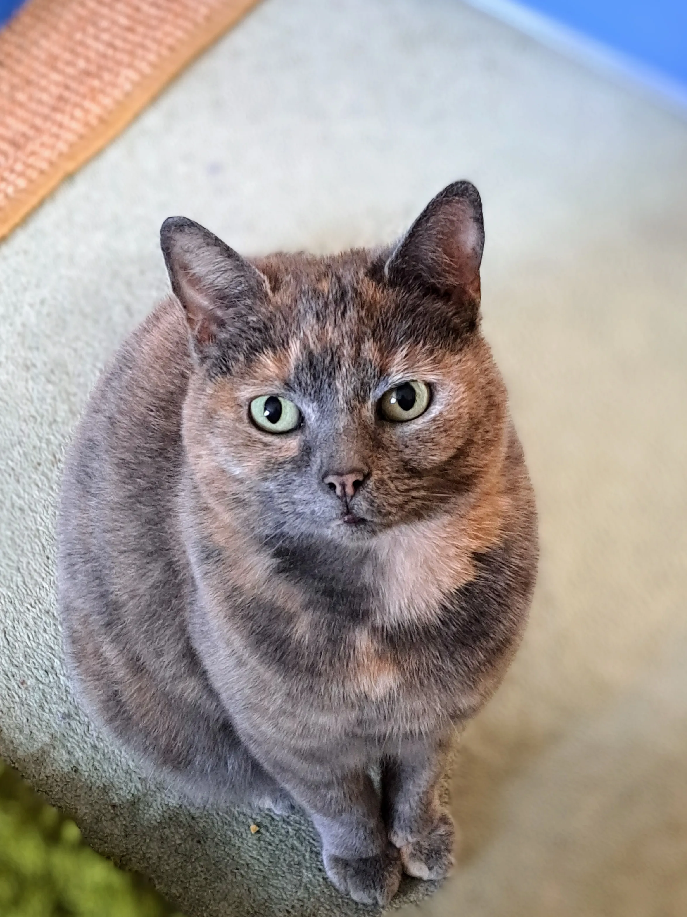 Animals Looking Towards the Camera