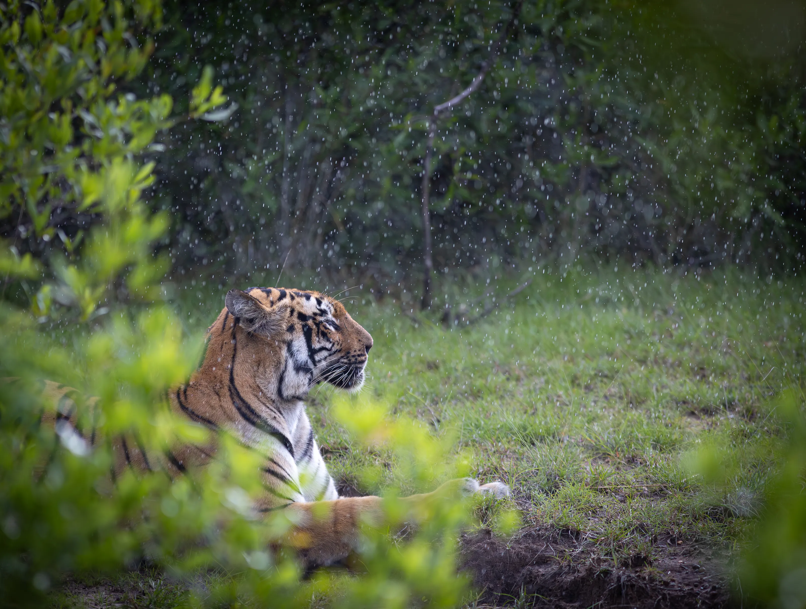 Wildlife in the Rain