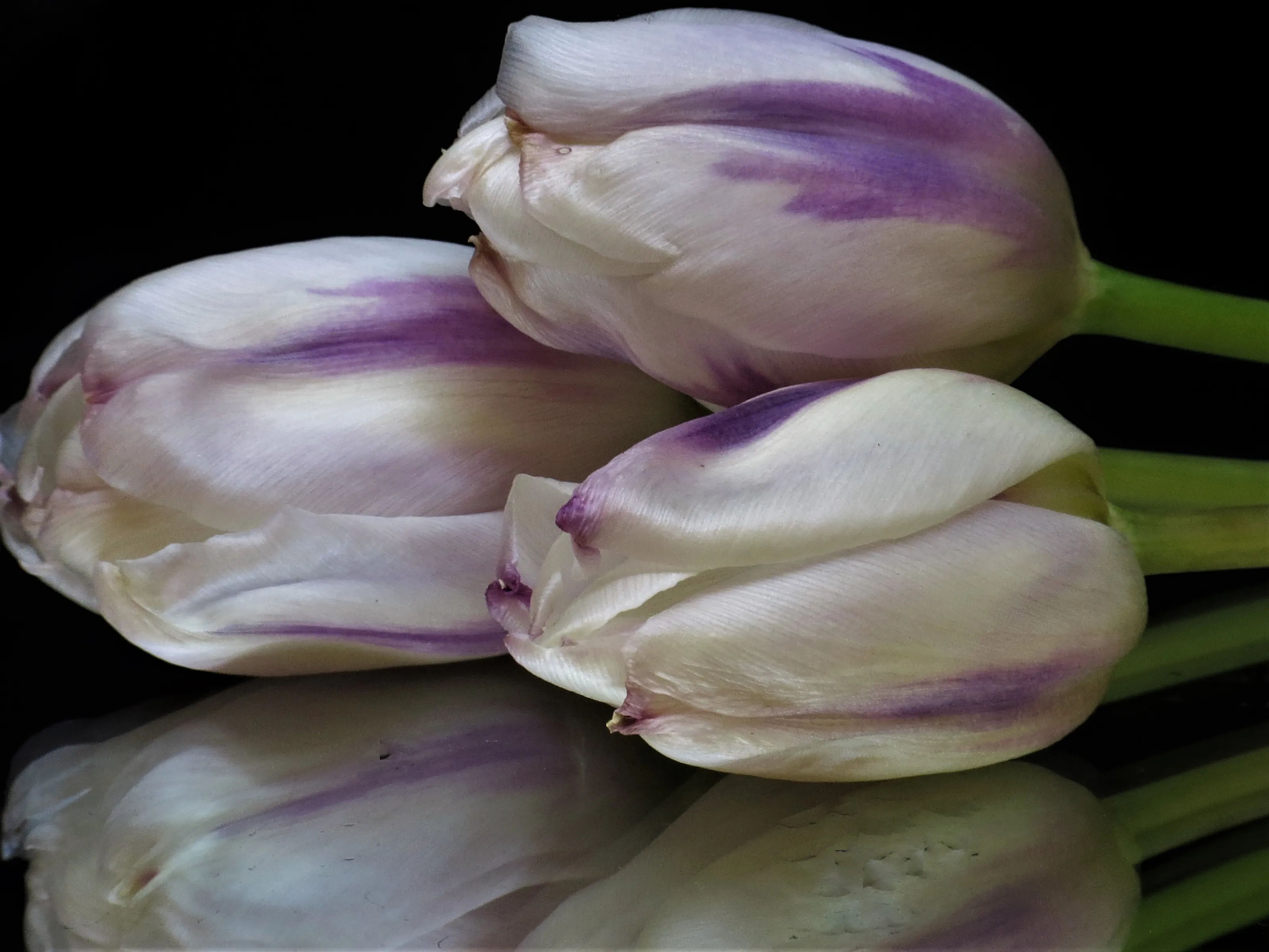 Tulips