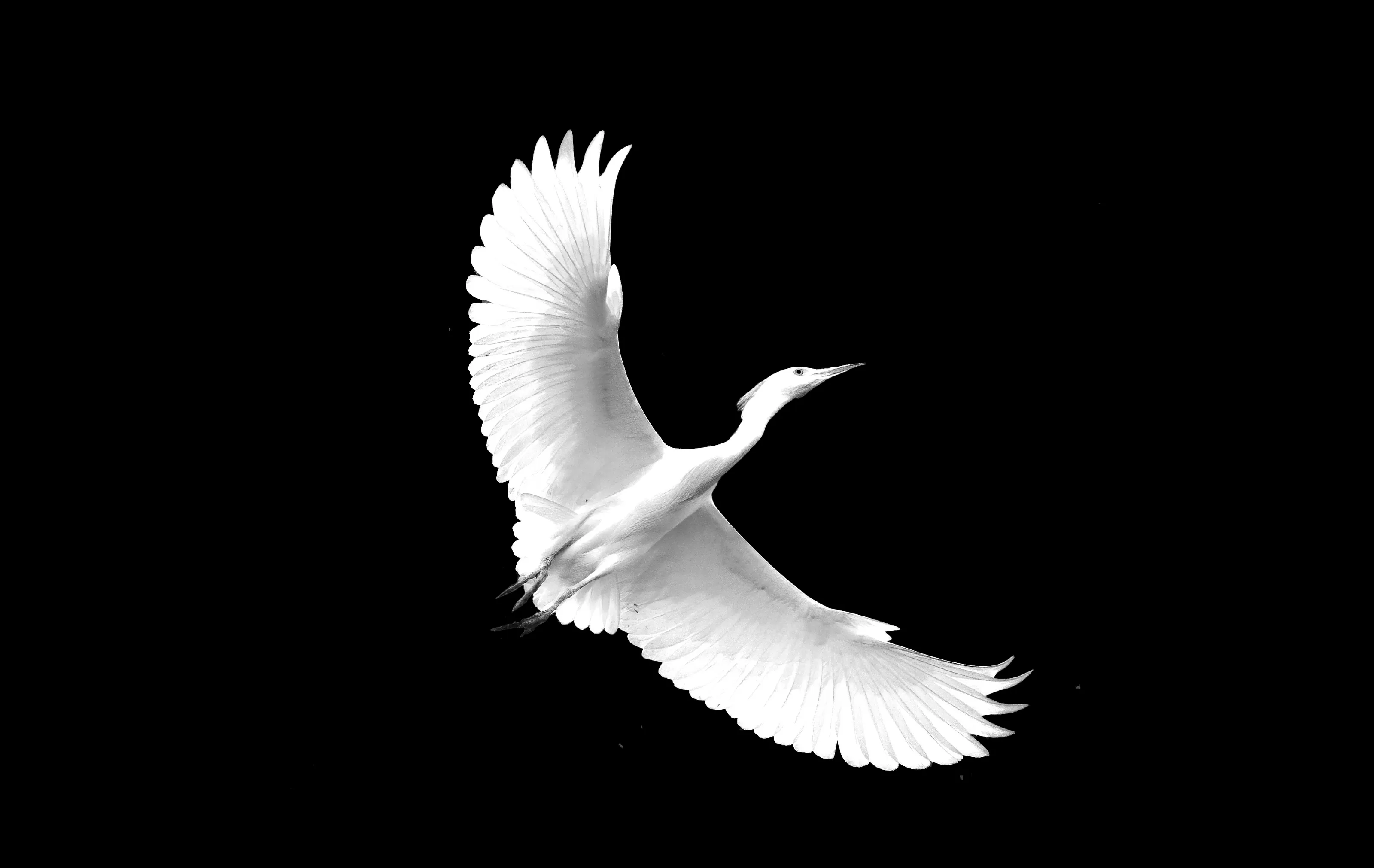 High Contrast in Black and White