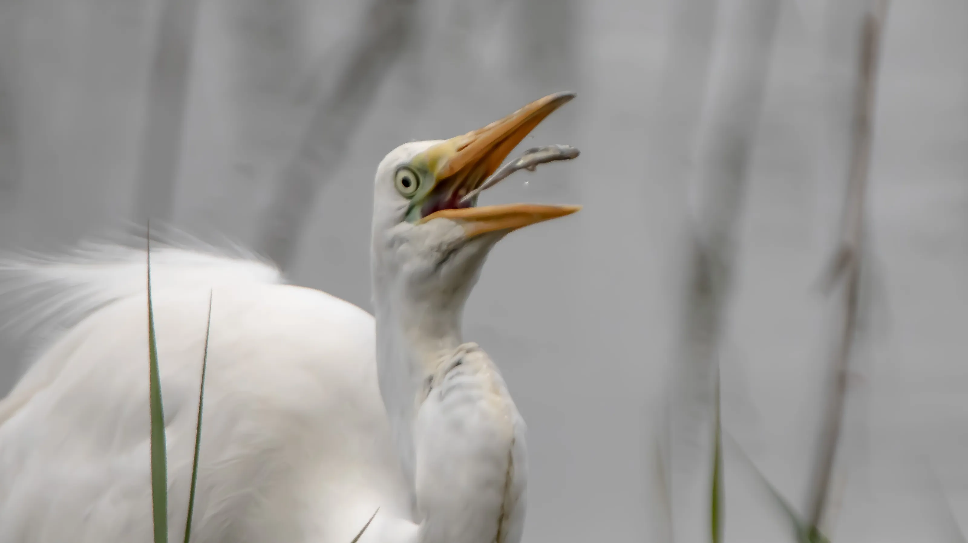Predatory Wild Birds with their Prey