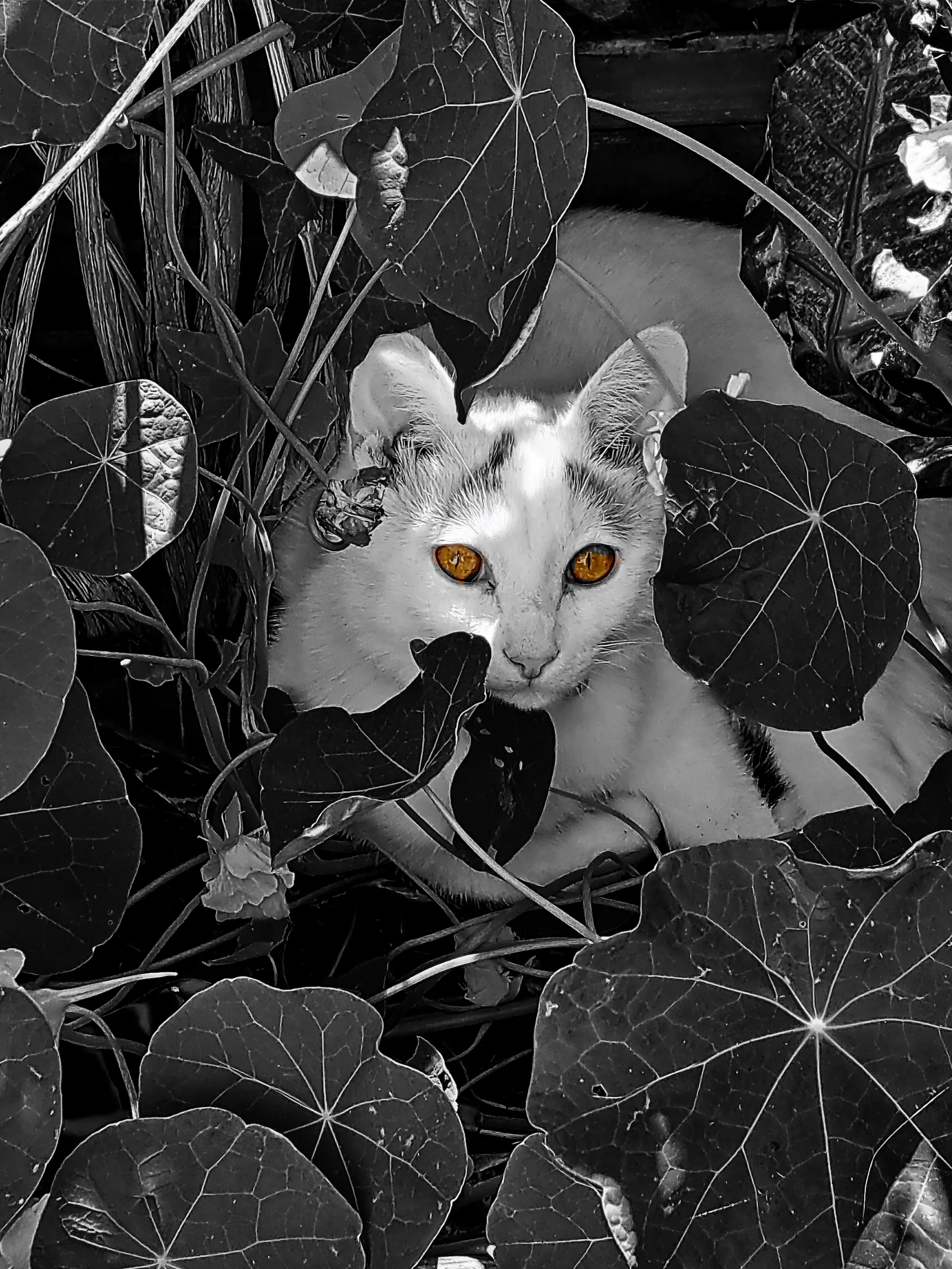 Selective Colour Cat's Eyes