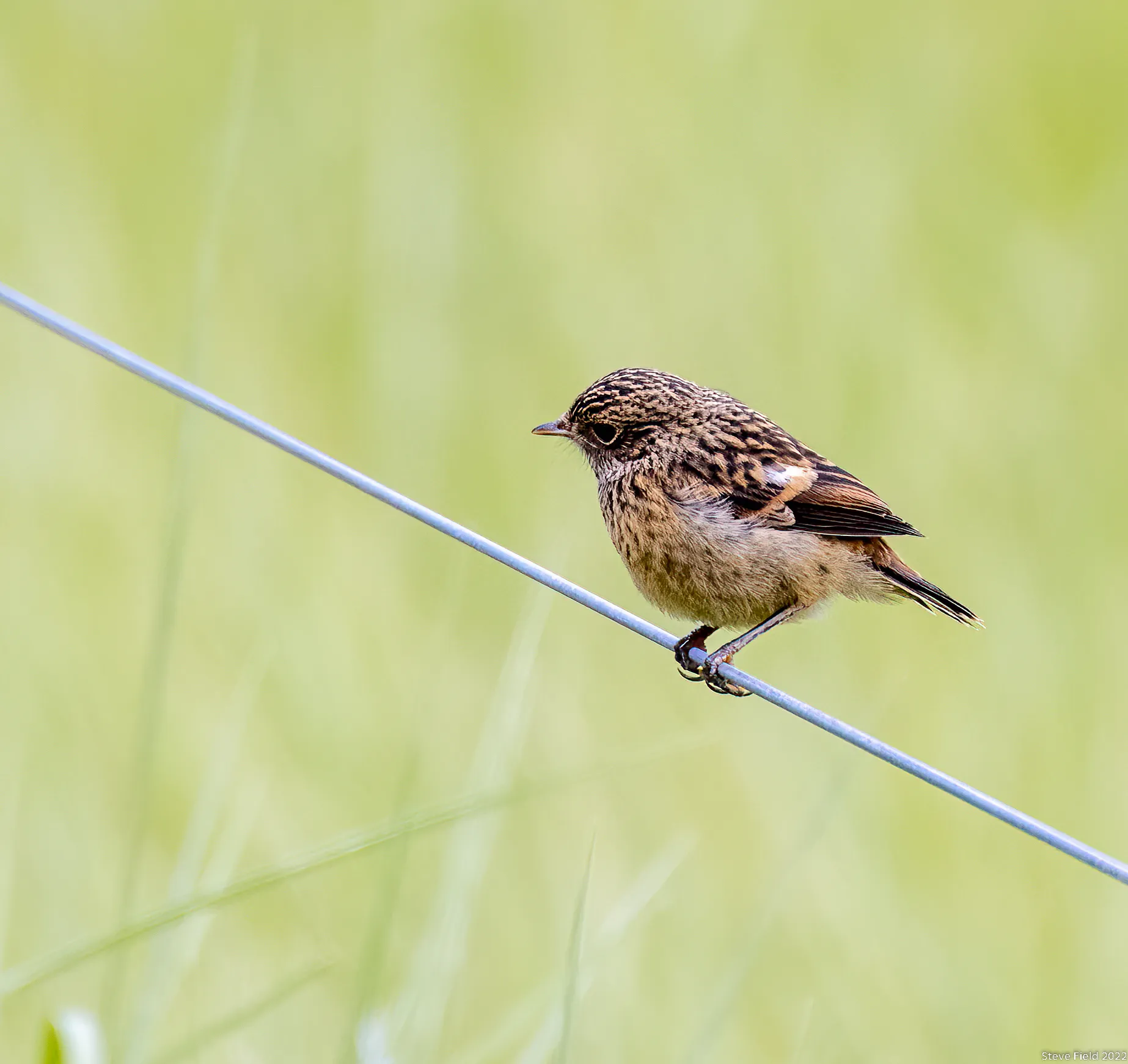 Birds on Wires