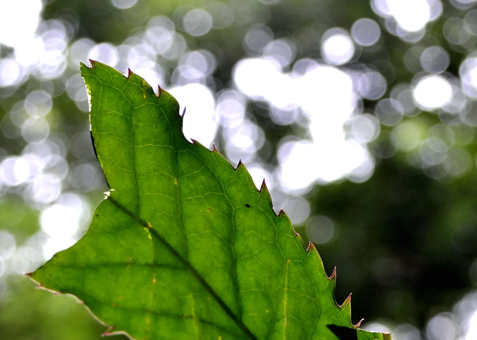 Leaves (in colour)