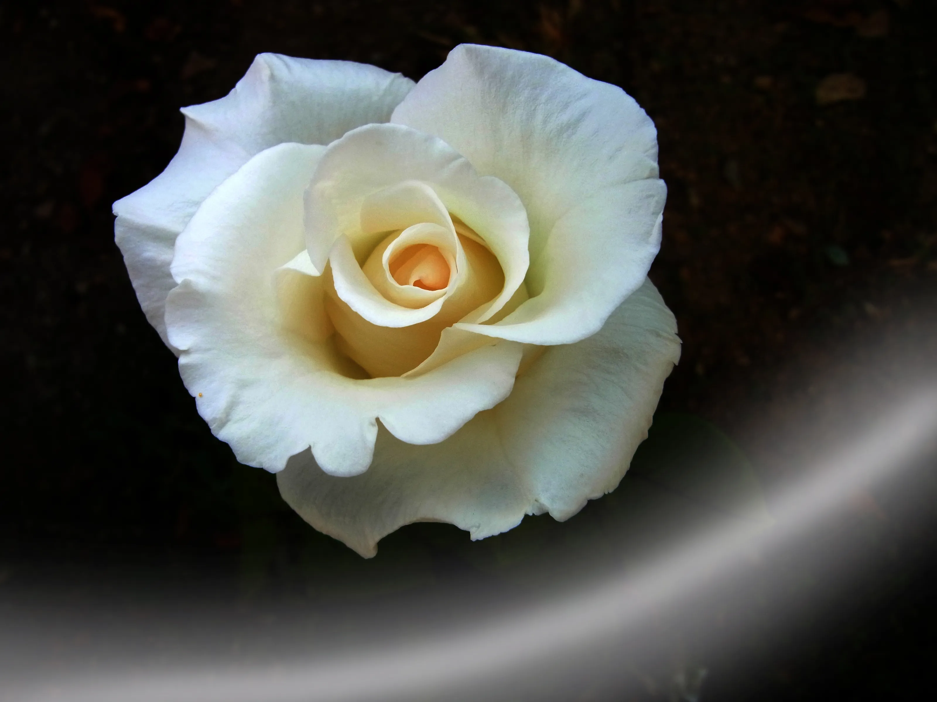 A Single White Flower (in colour)