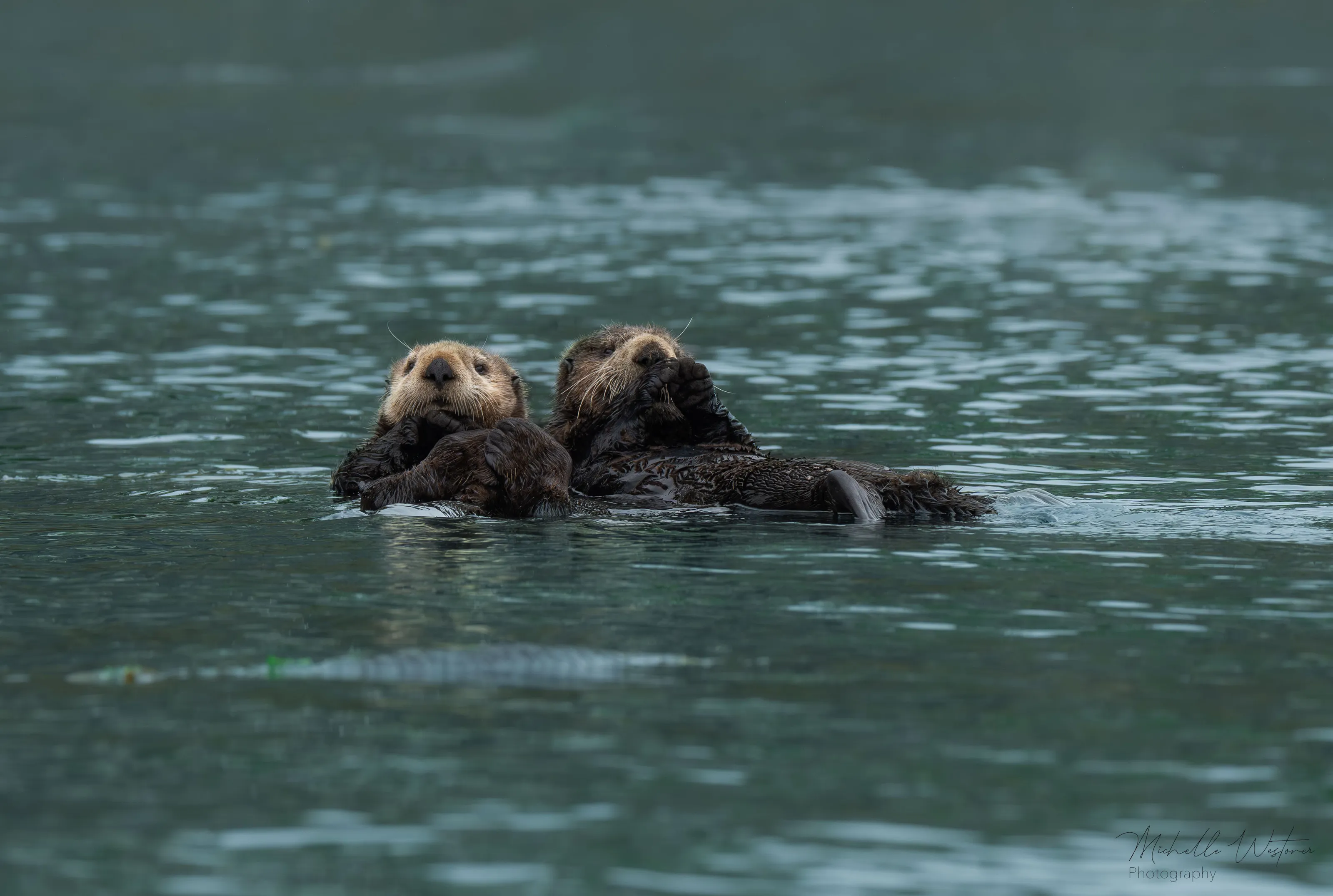 Otters (in colour)