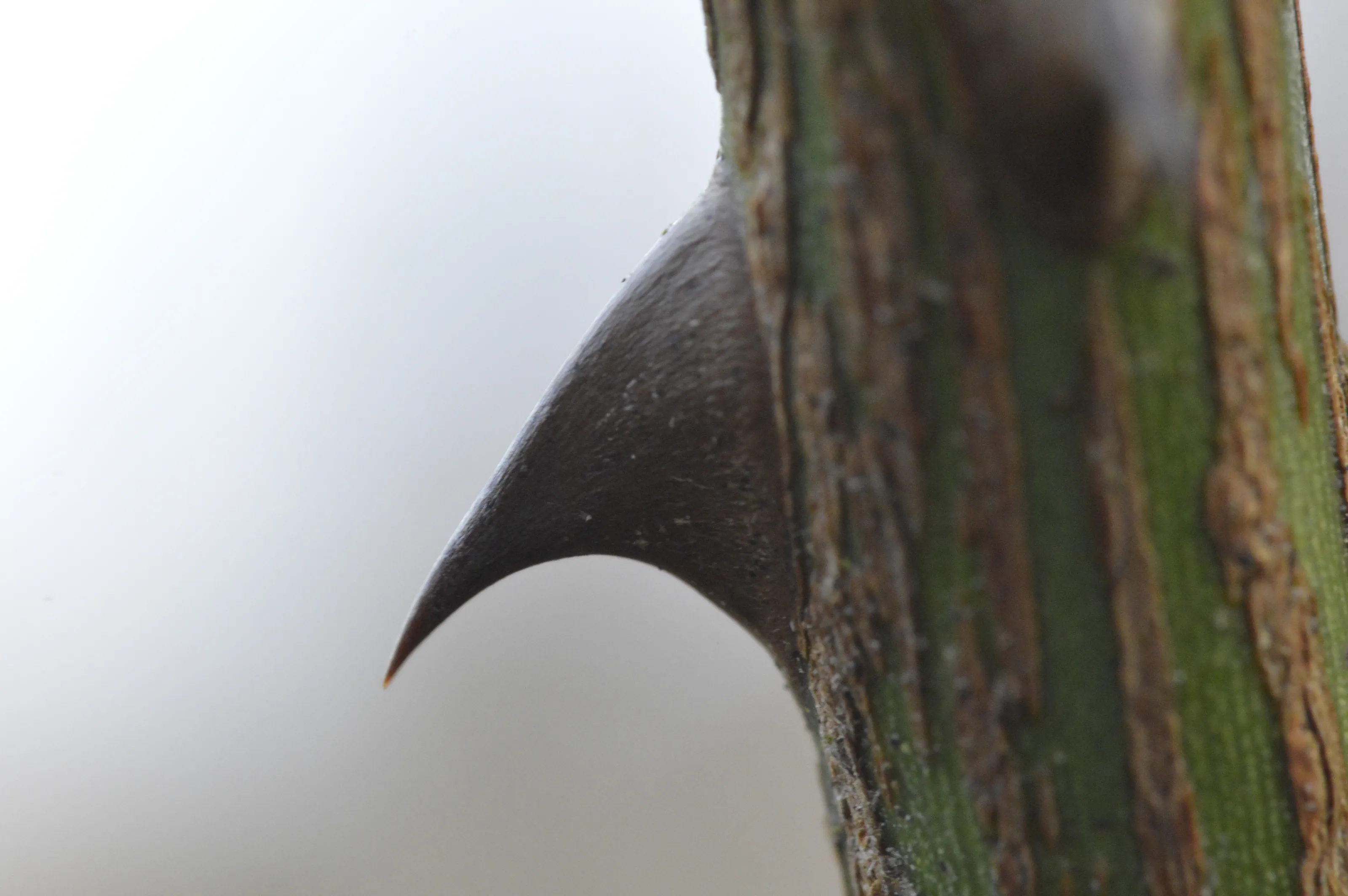 Macro