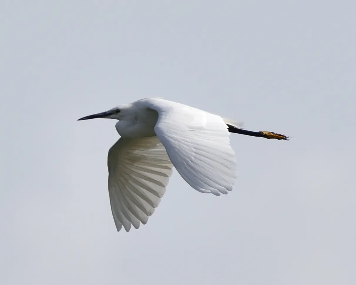 White Birds in Flight (in colour)