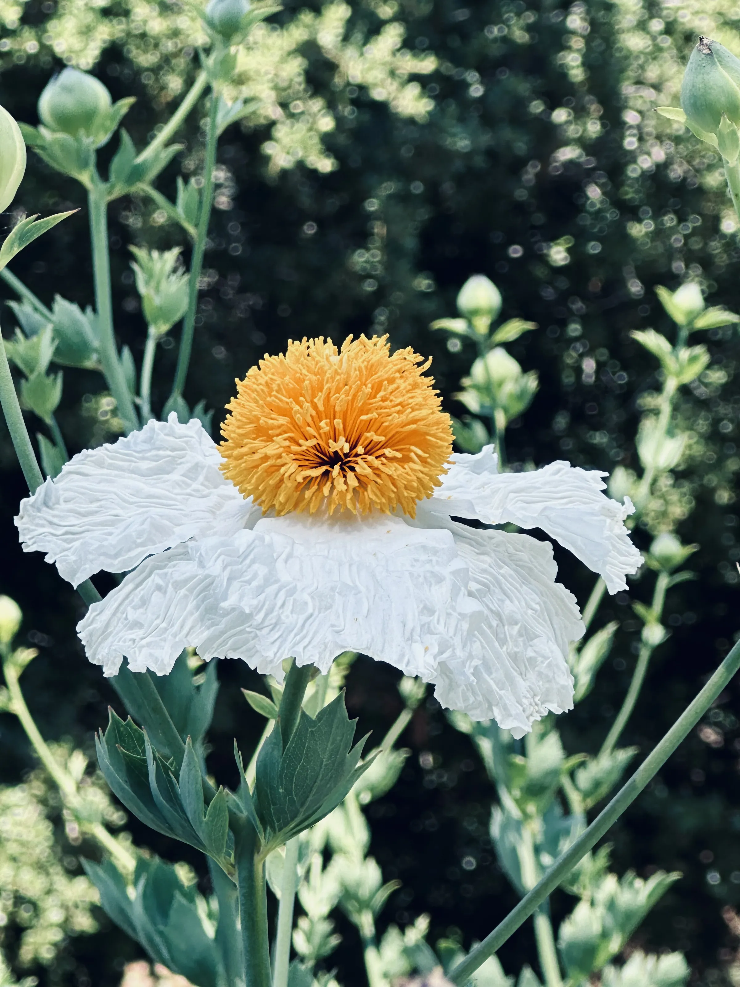 Unusual Flowers (in colour)