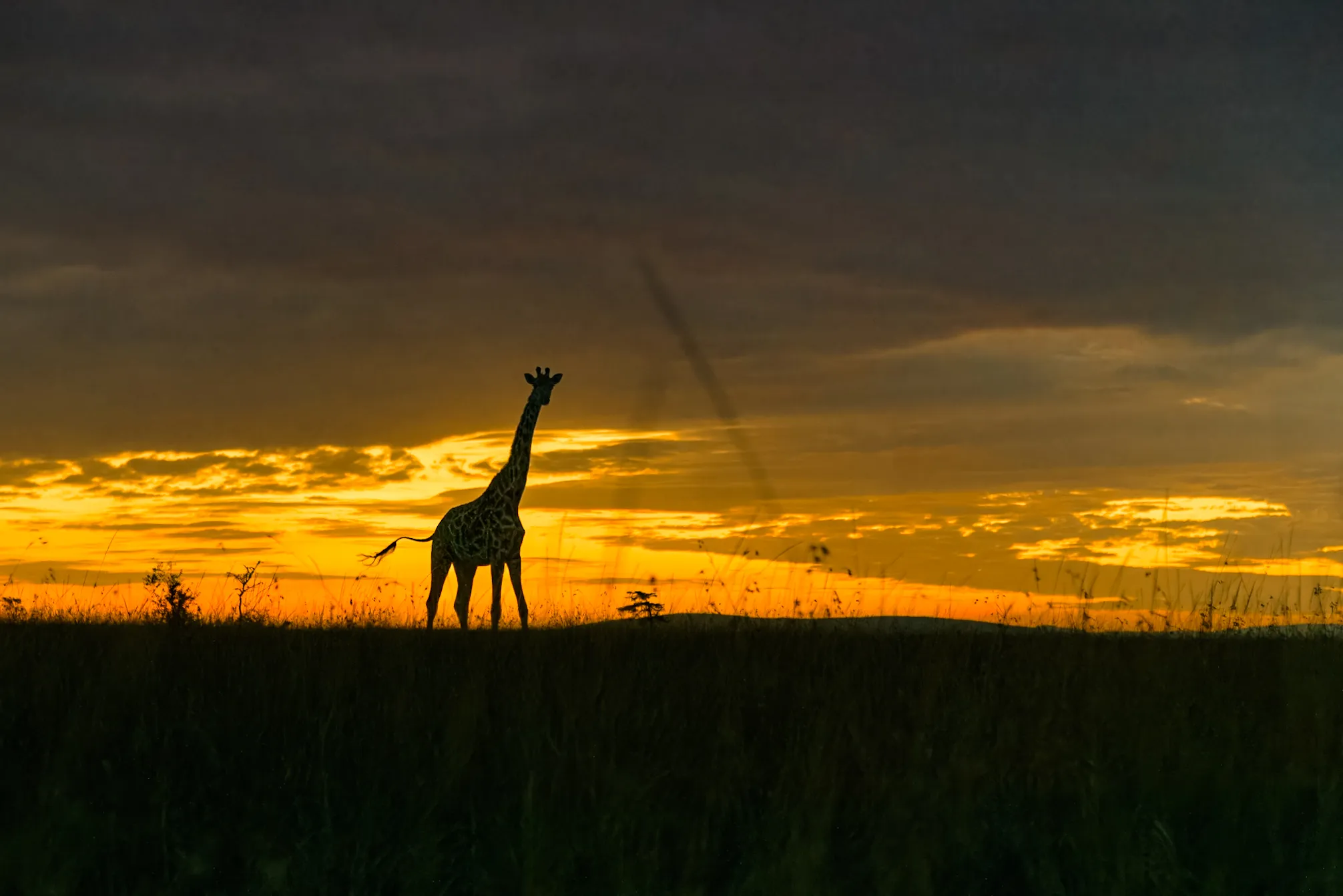 Giraffes