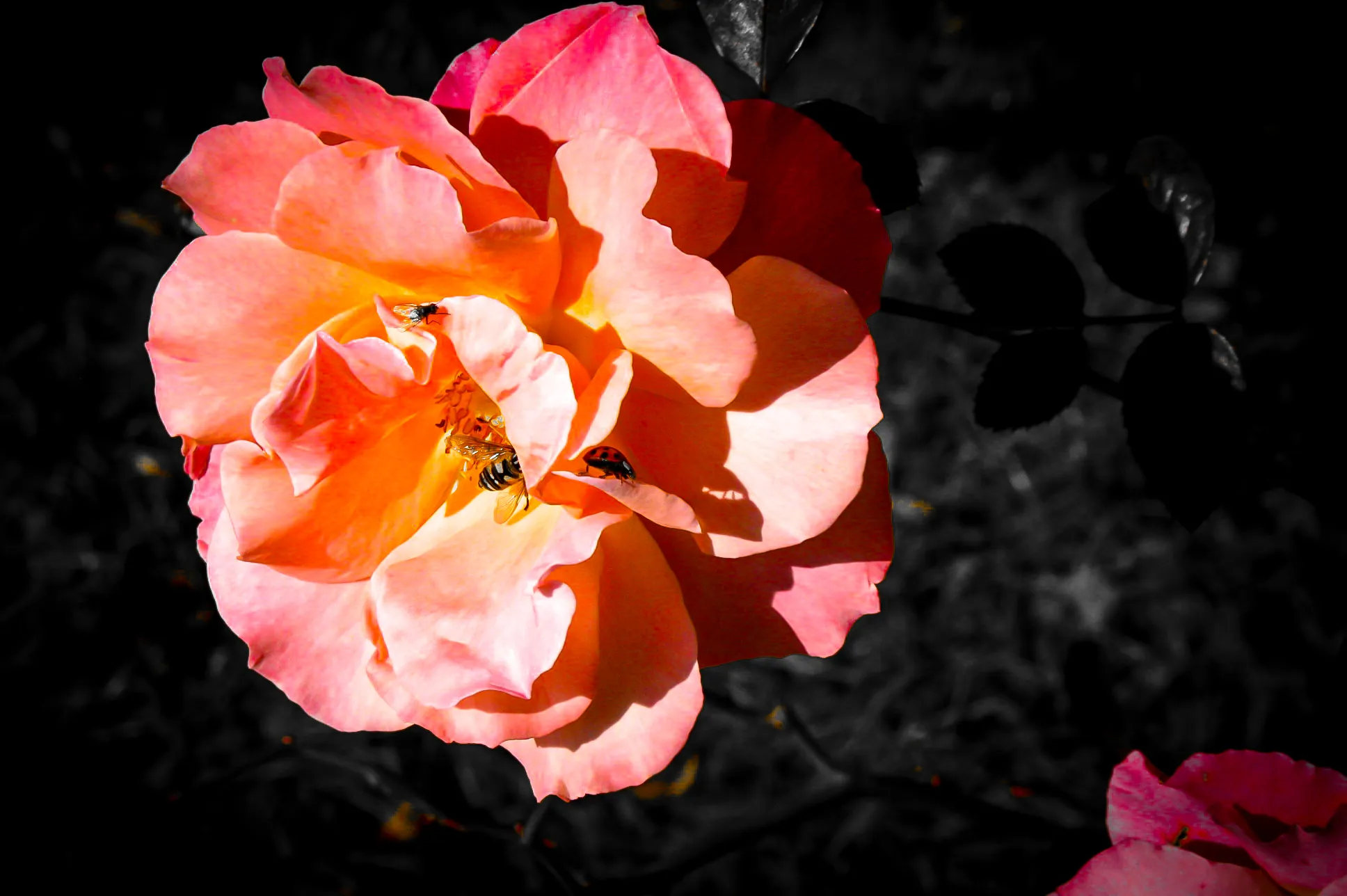 Flowers with Insects