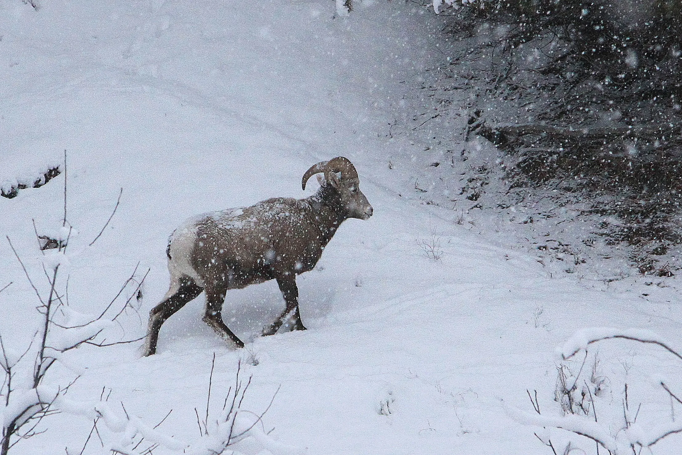Animals in Winter (not pets)