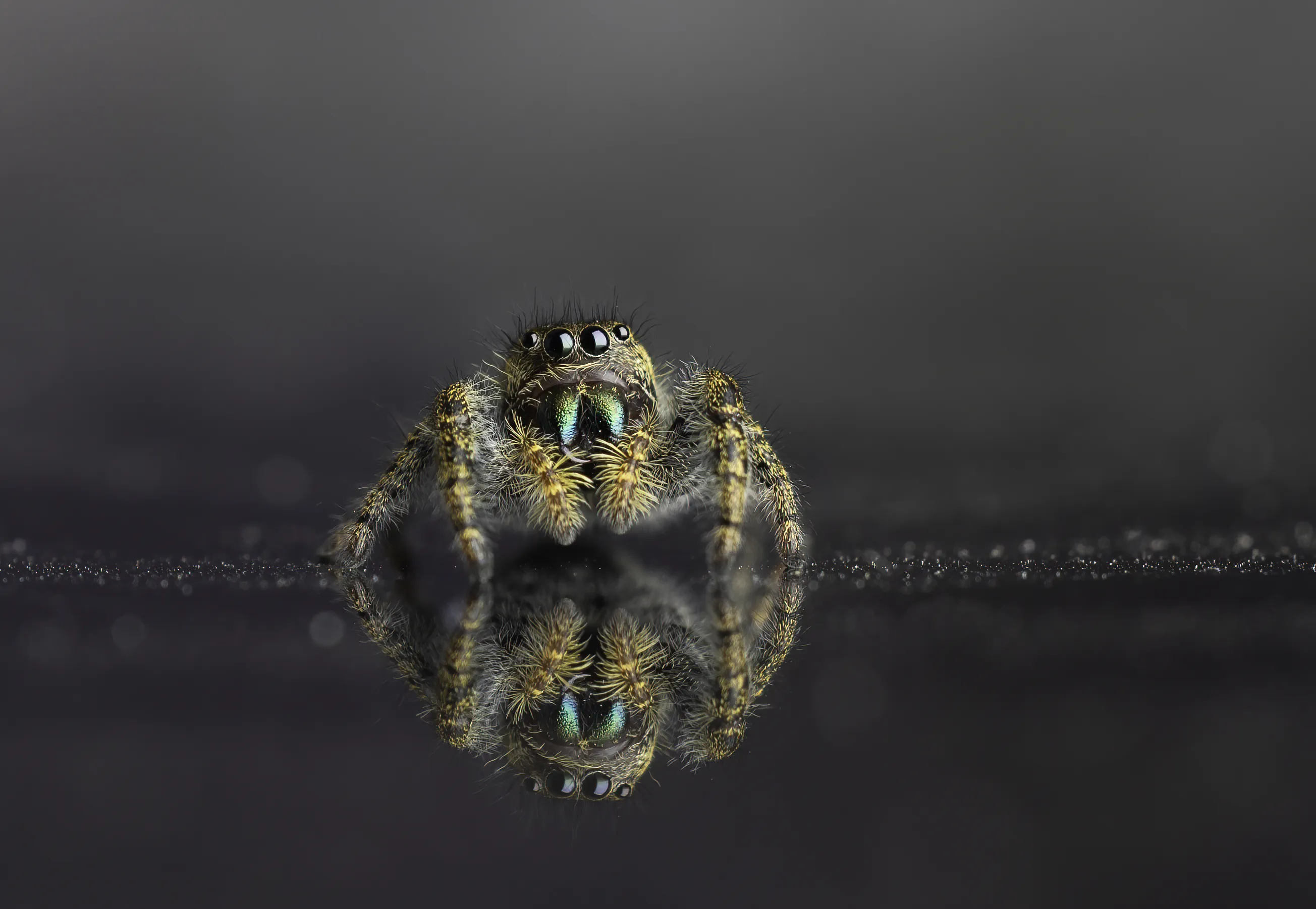 Spiders (in colour)