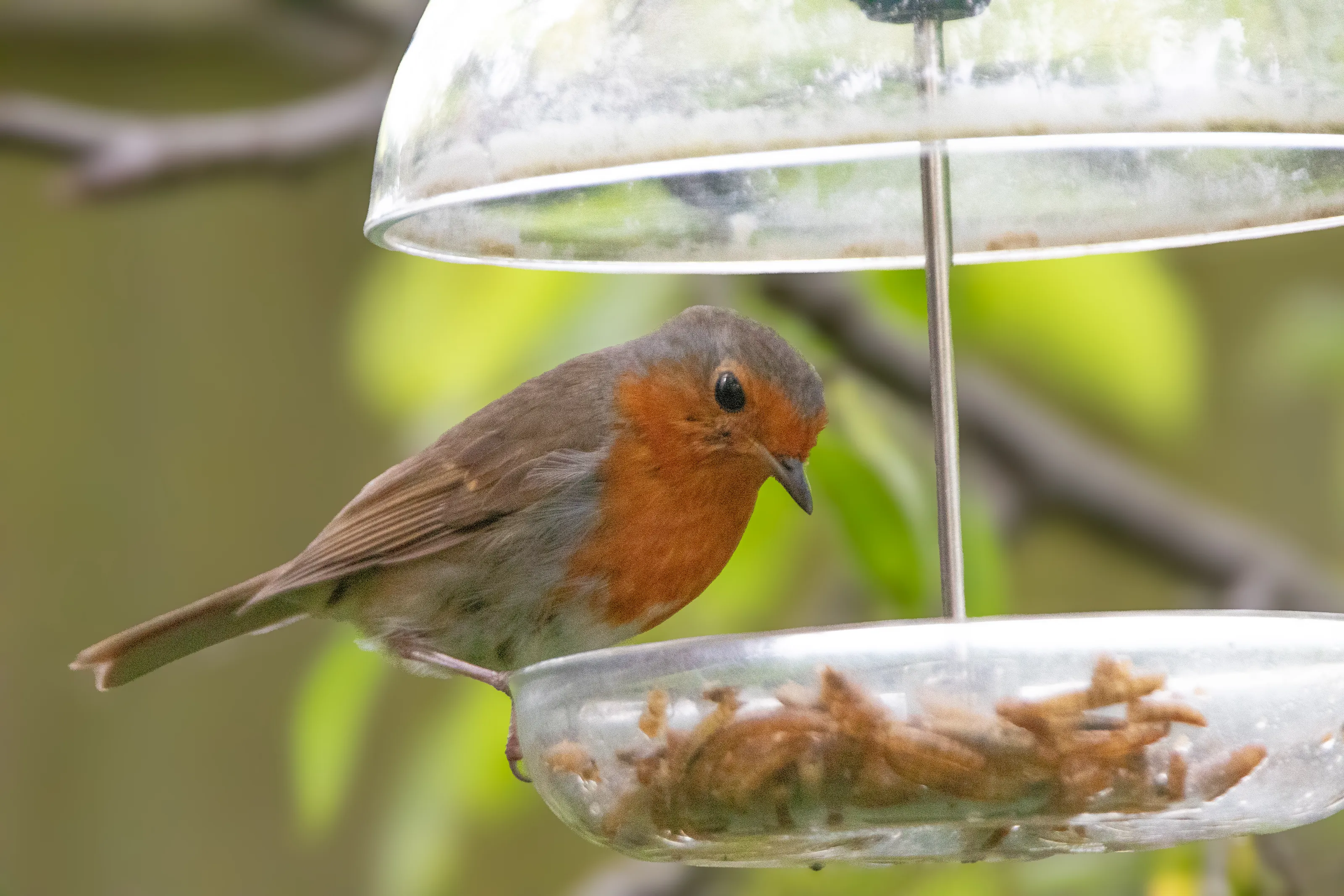 Birds on Feeders
