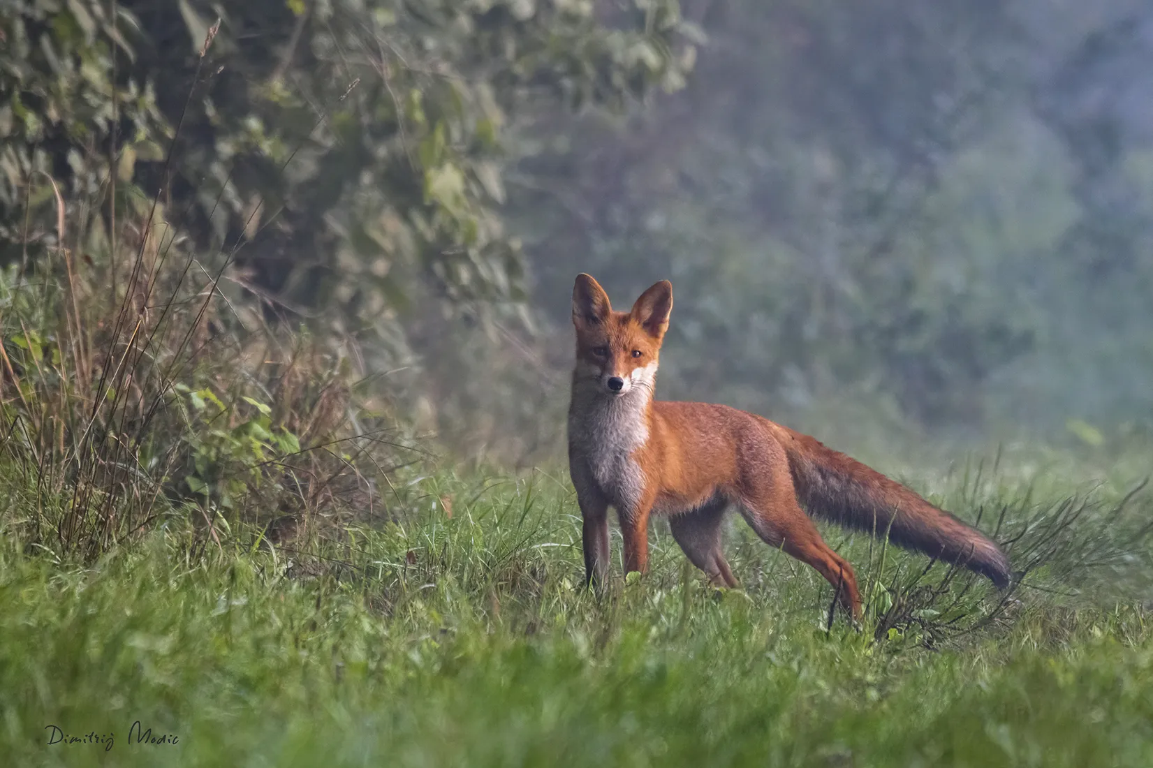 Foxes