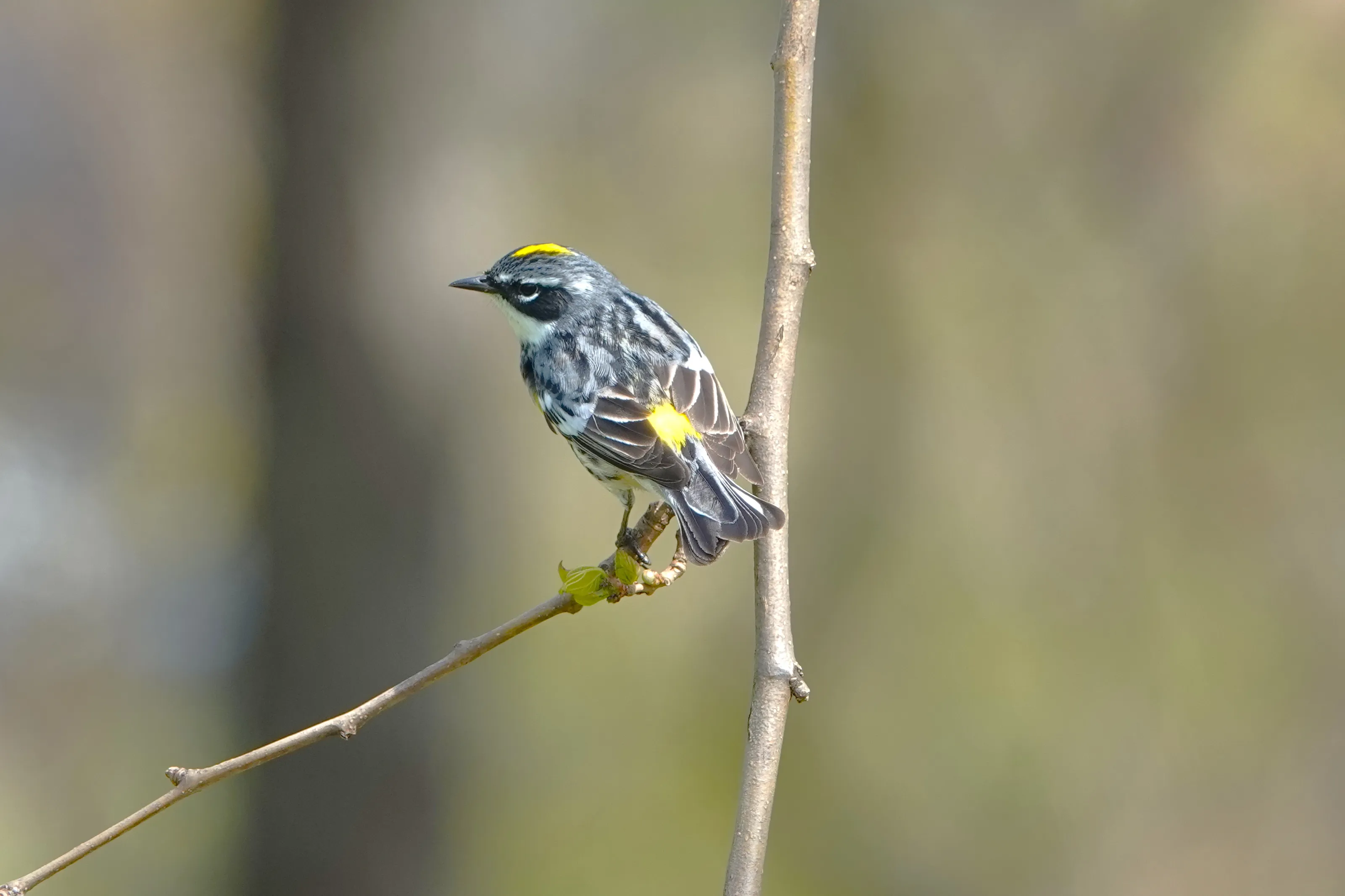 Small Birds (in colour)