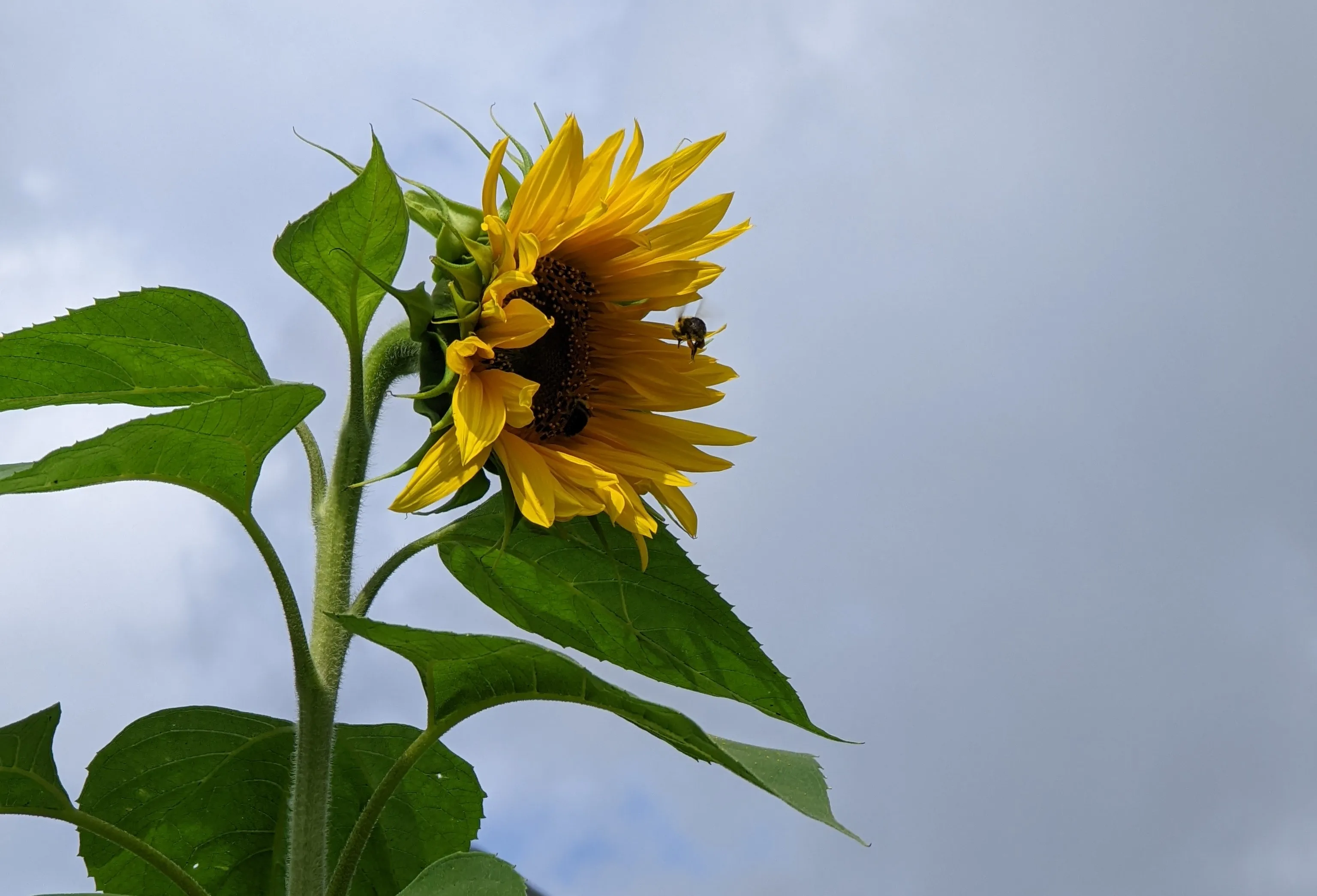 One Vibrant Subject on a Muted Backdrop in Nature