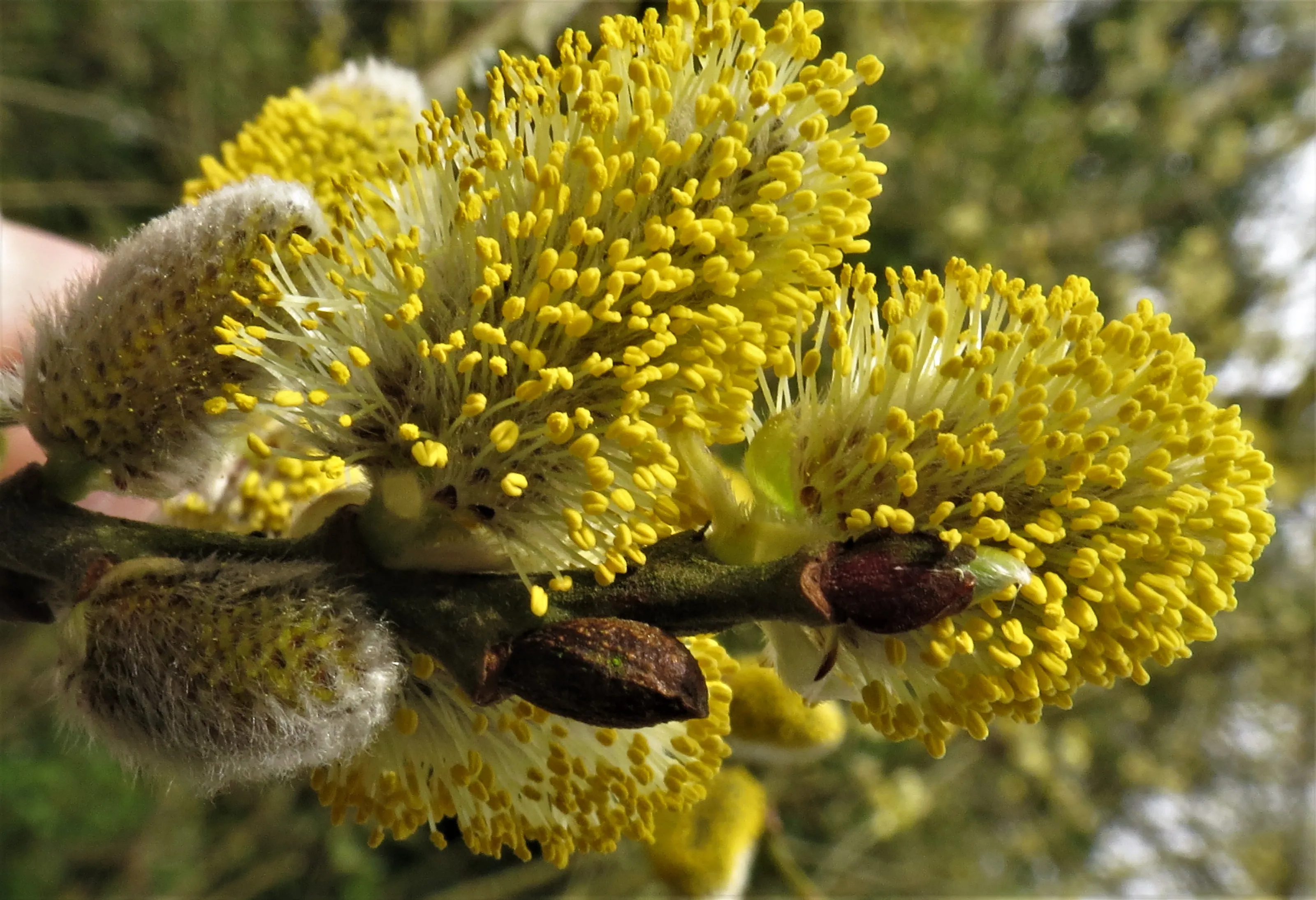 Catkins and Pussy Willow (in colour)