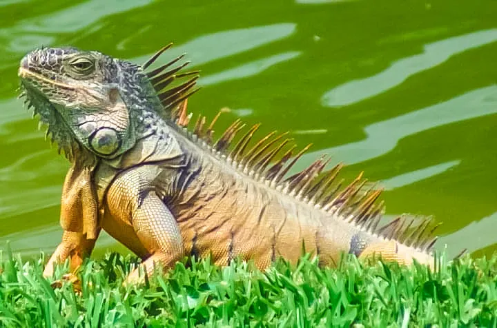 Reptiles
