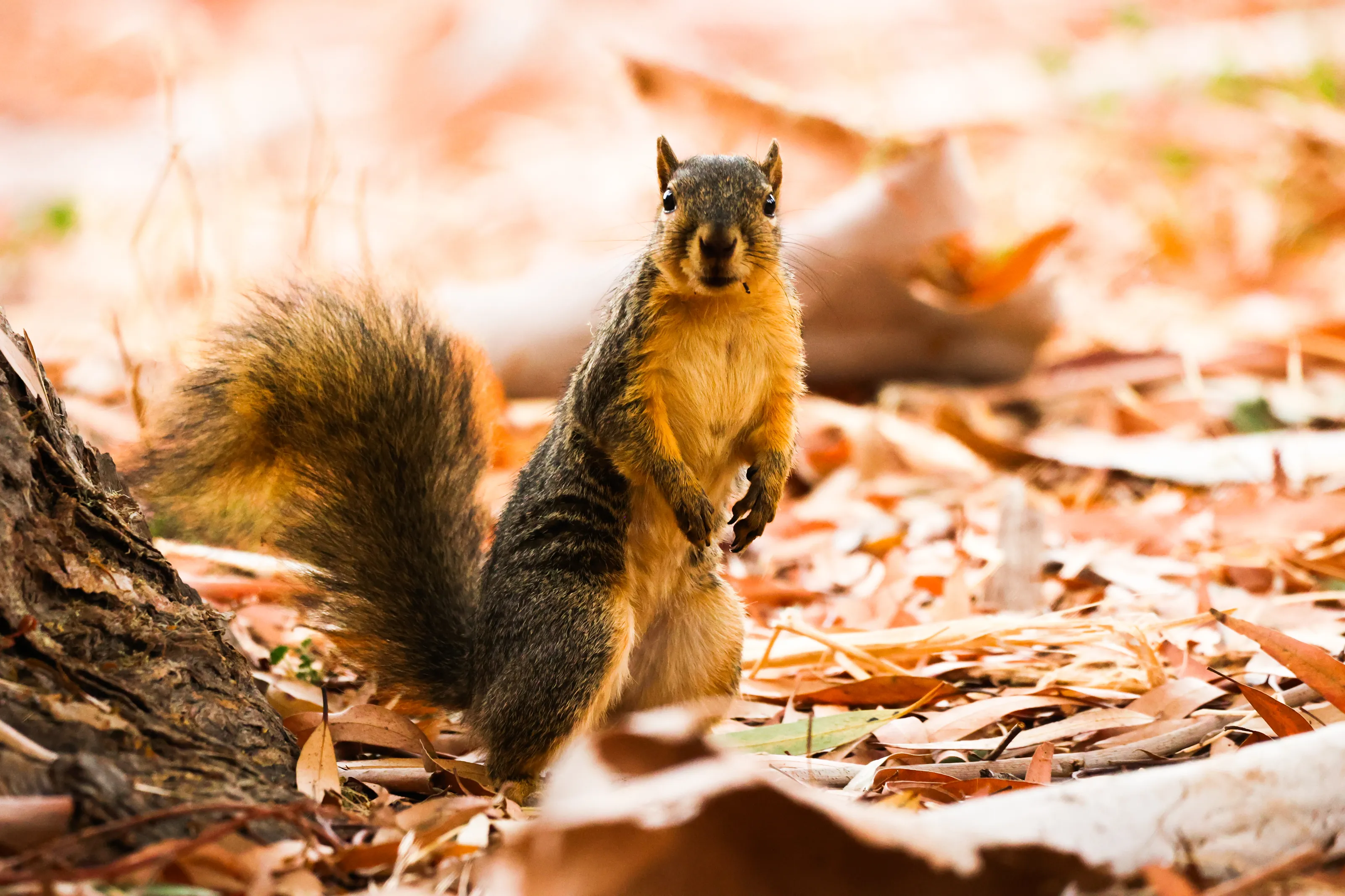 Squirrels