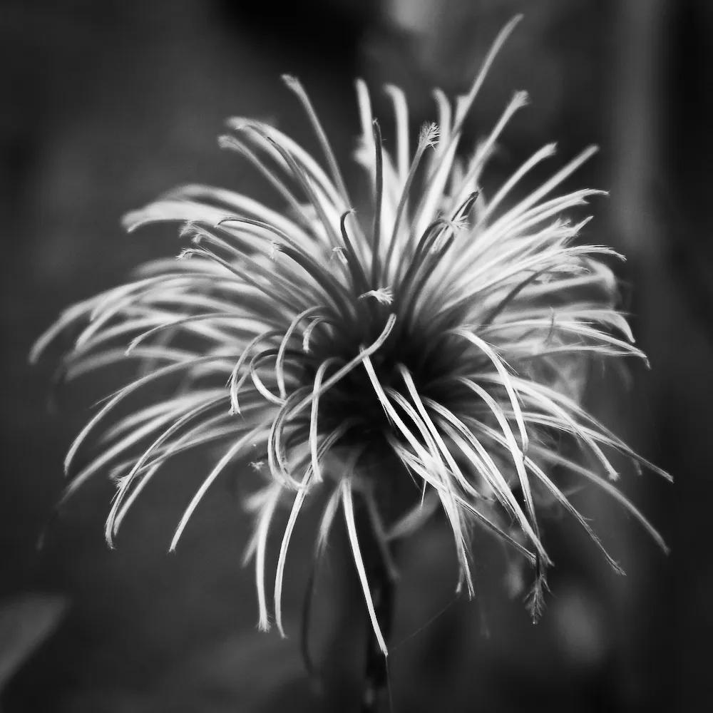 Macro Nature in Black and White