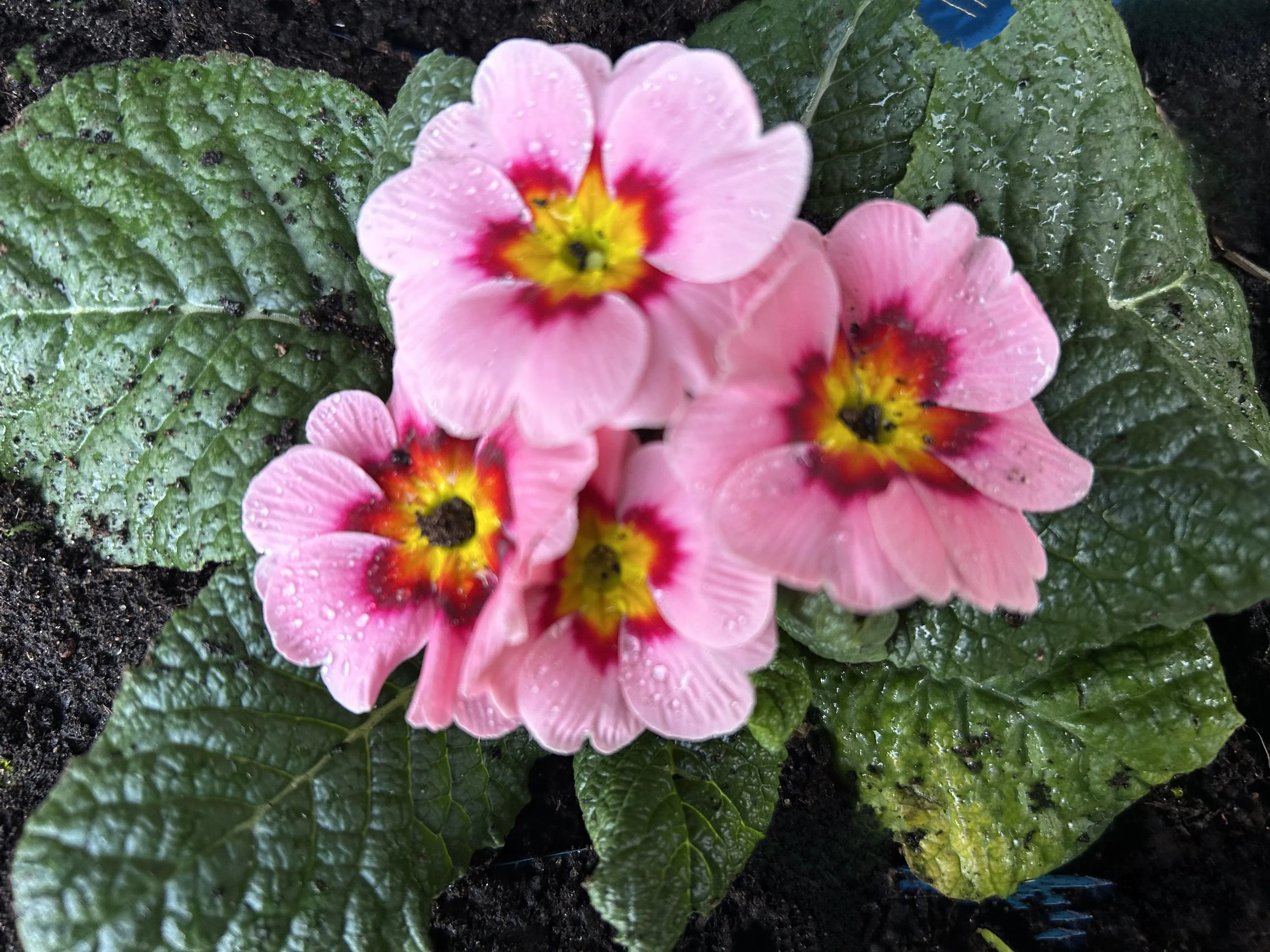 Early Spring Flowers (in colour)