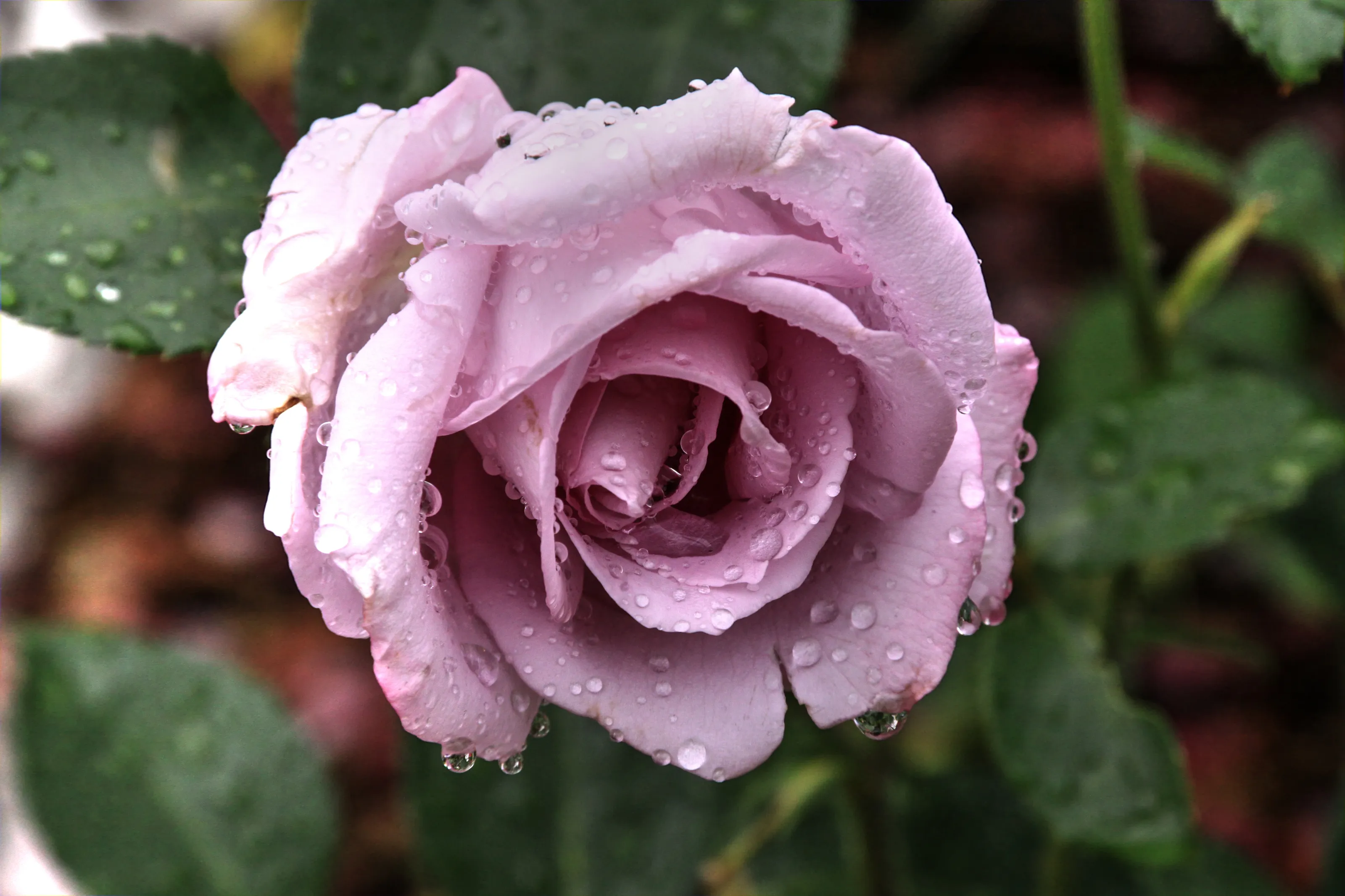 Water Droplets (in colour)