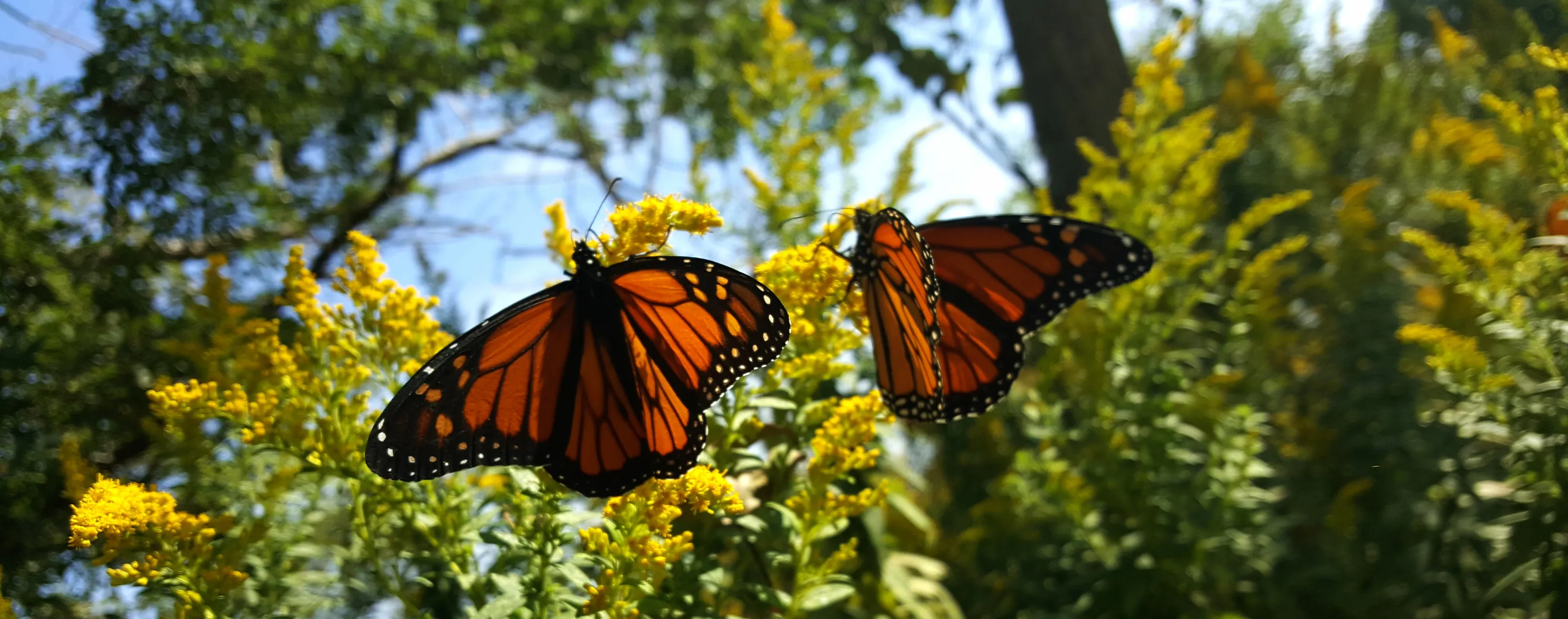 Insects