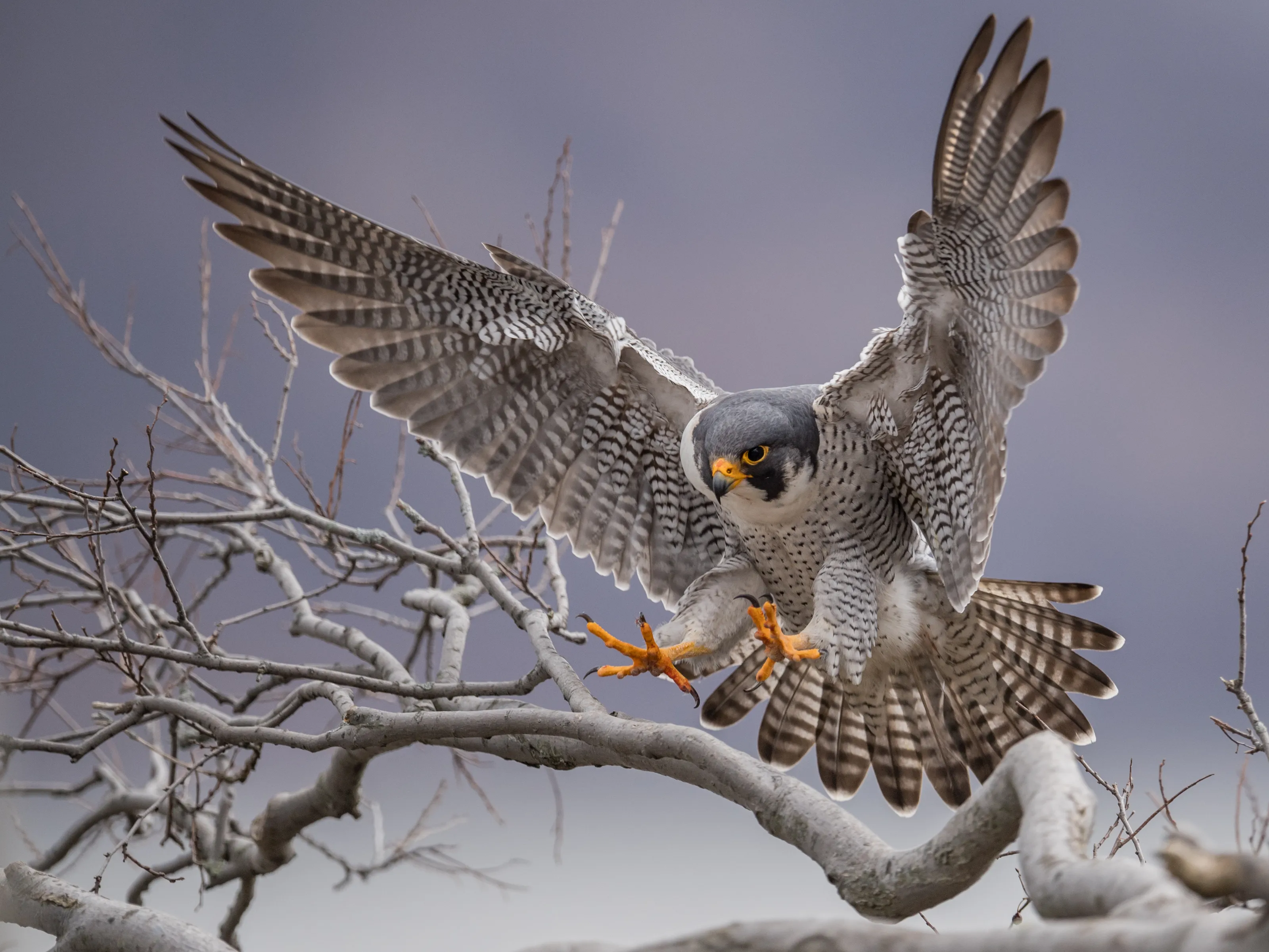 Falcons