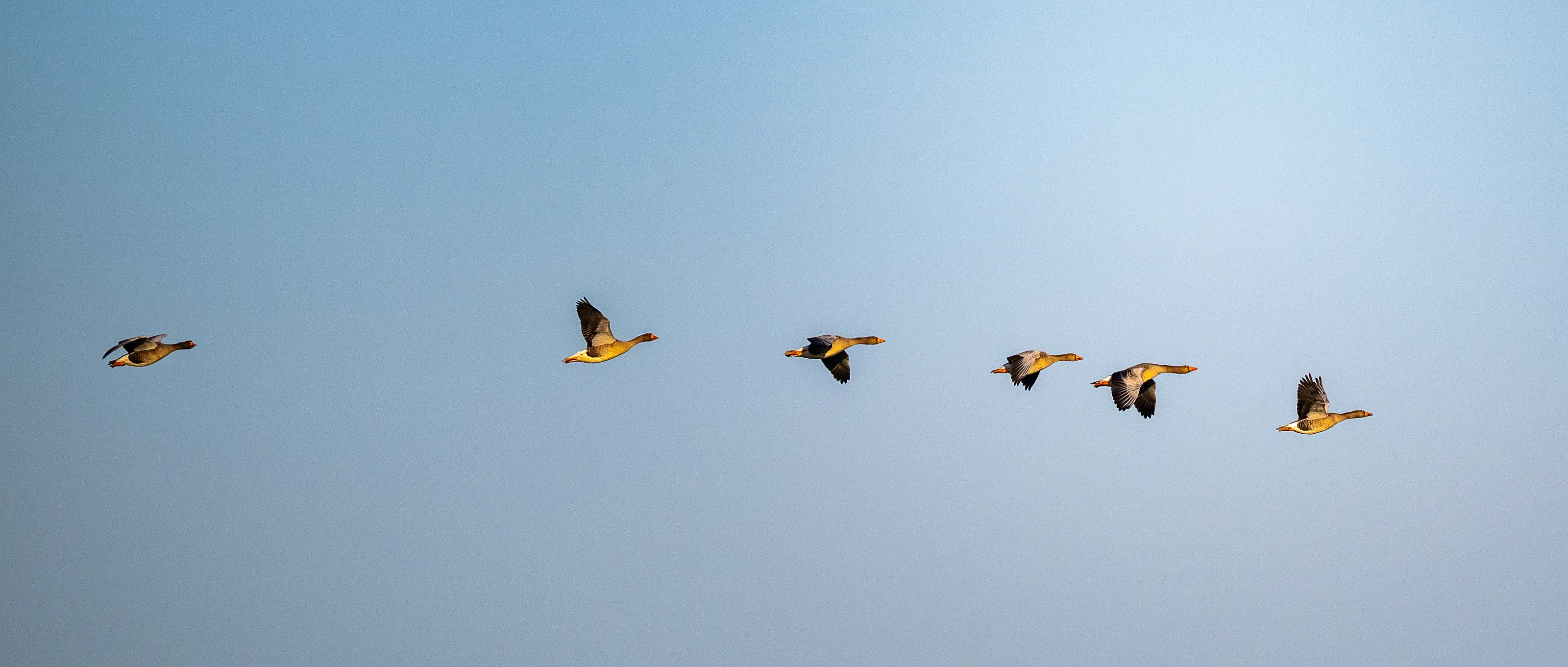 Two or More Geese in Flight