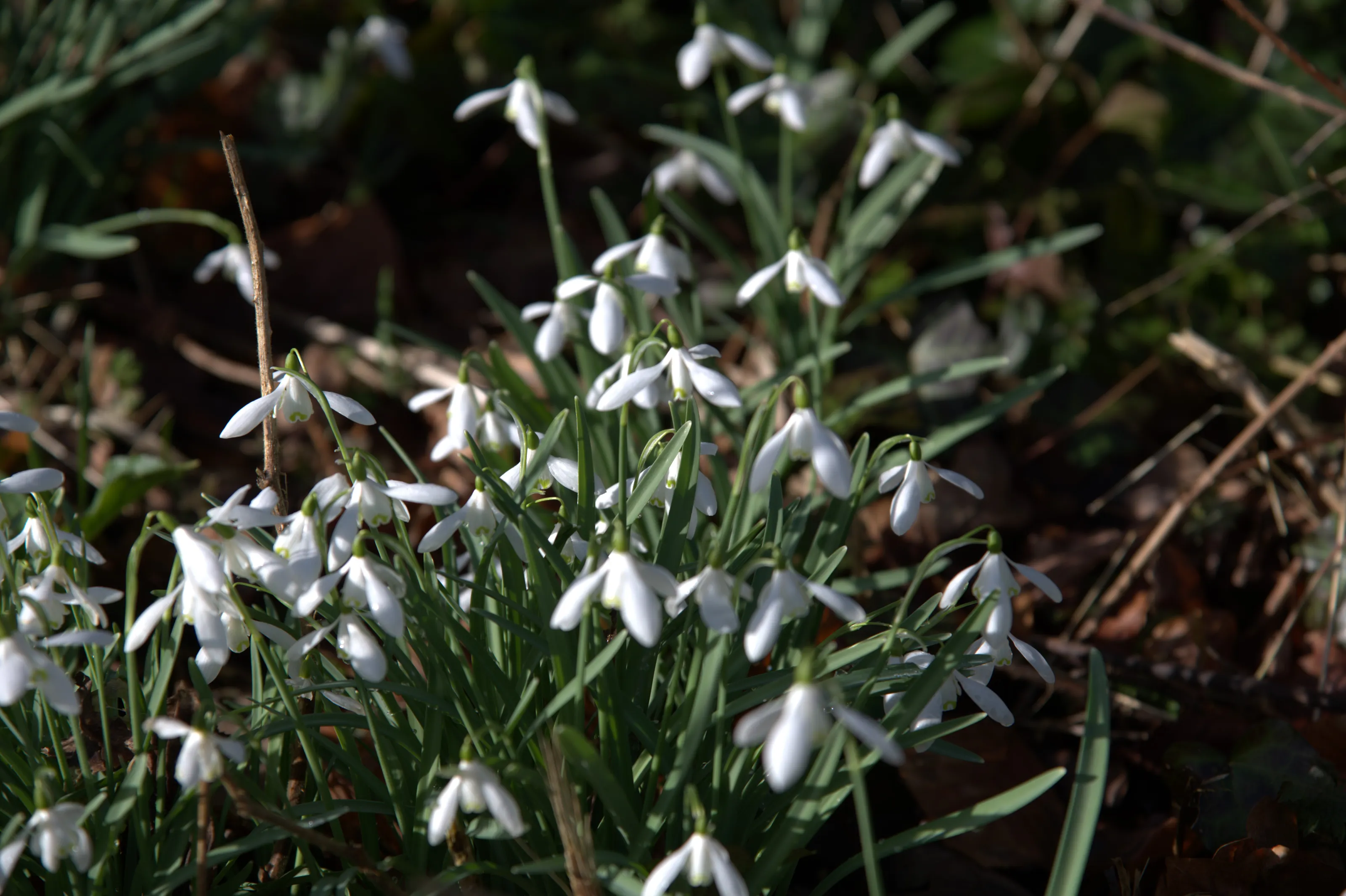 Snowdrops