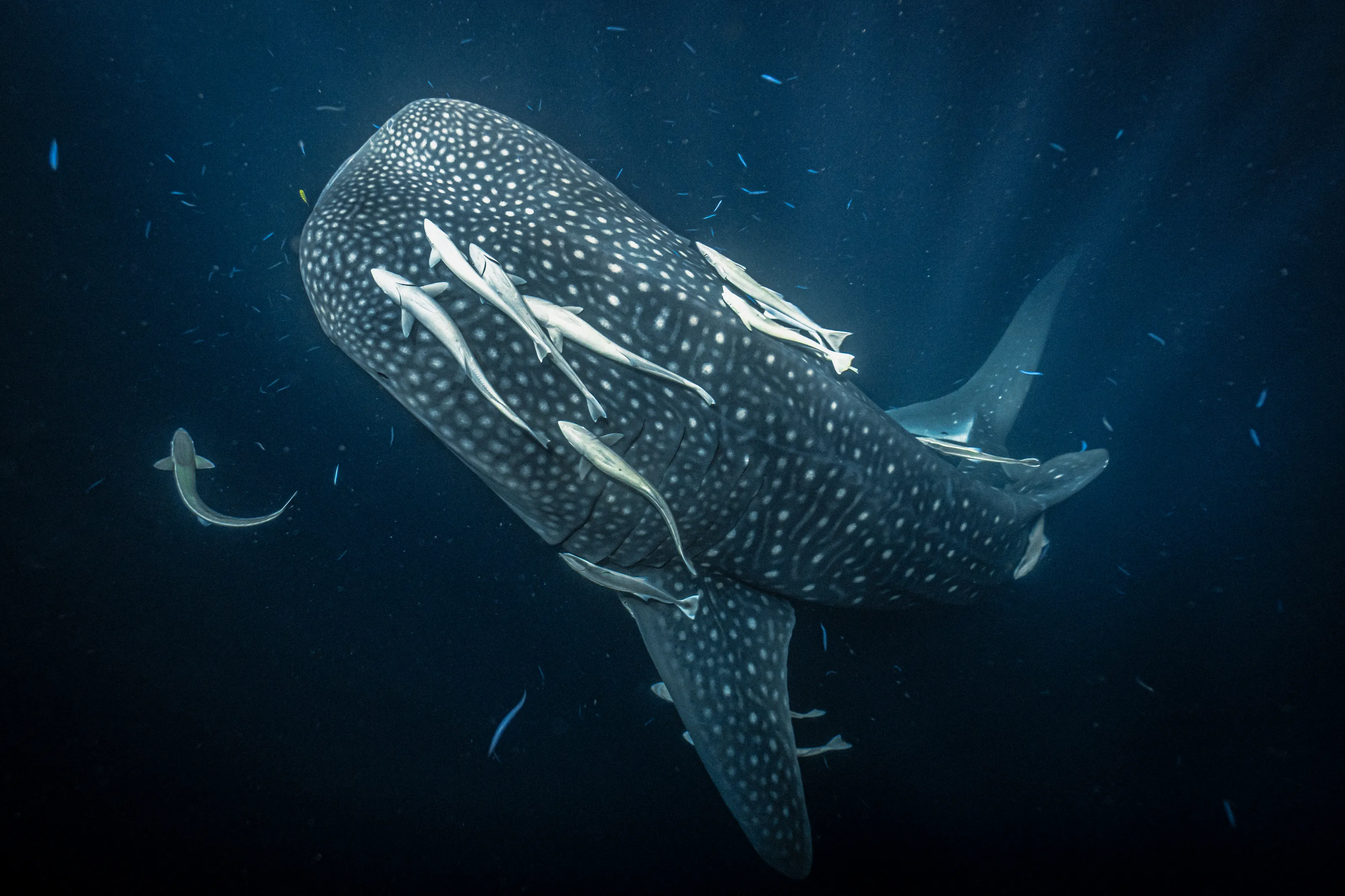 Sharks and Rays