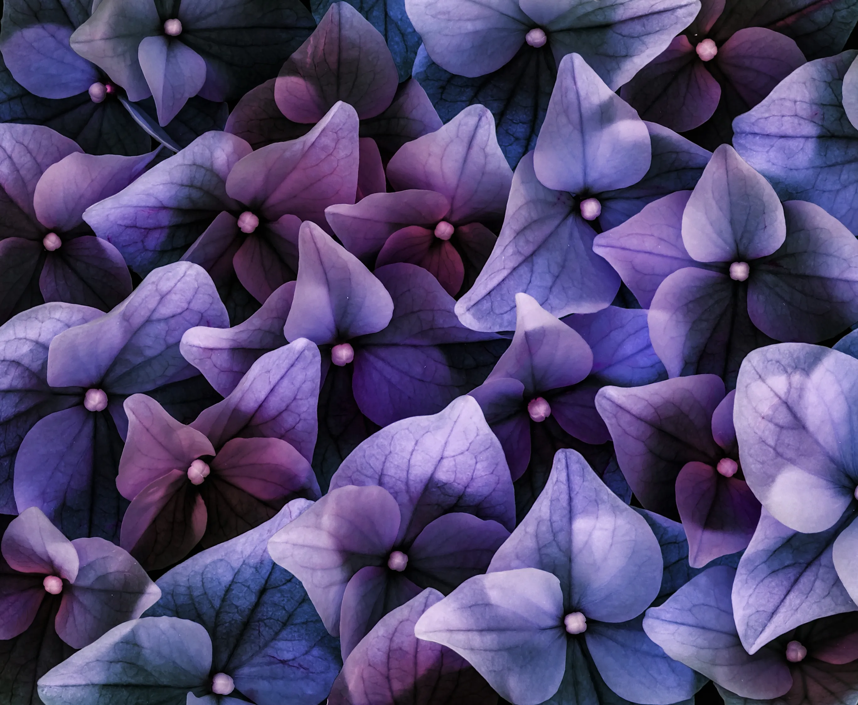 Colourful Floral Abstracts (not editing effects)