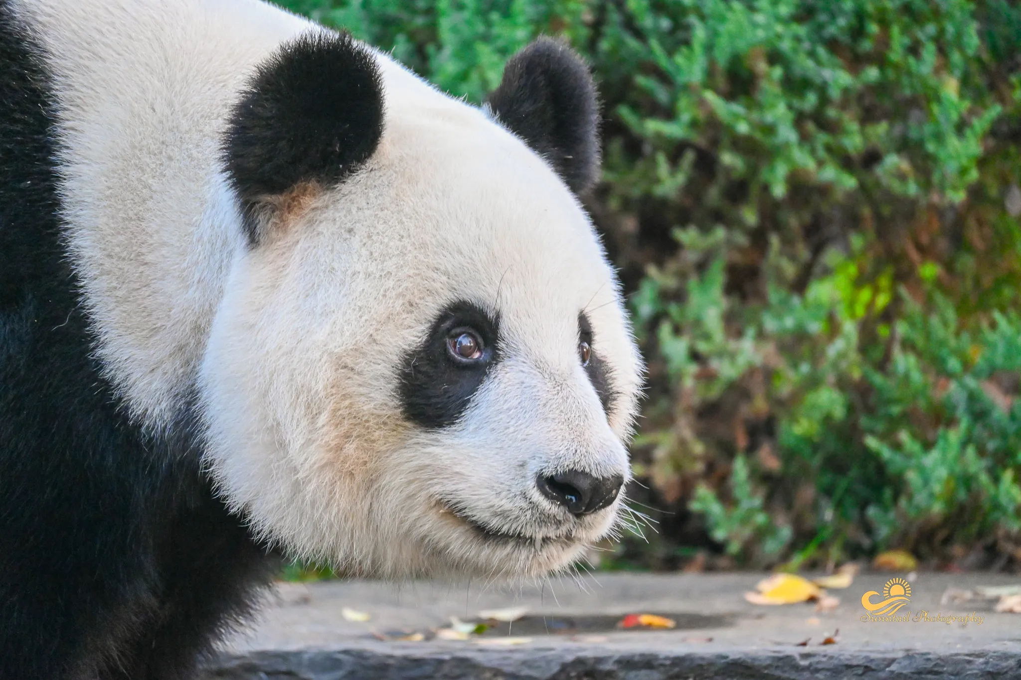 Giant Pandas (in colour)