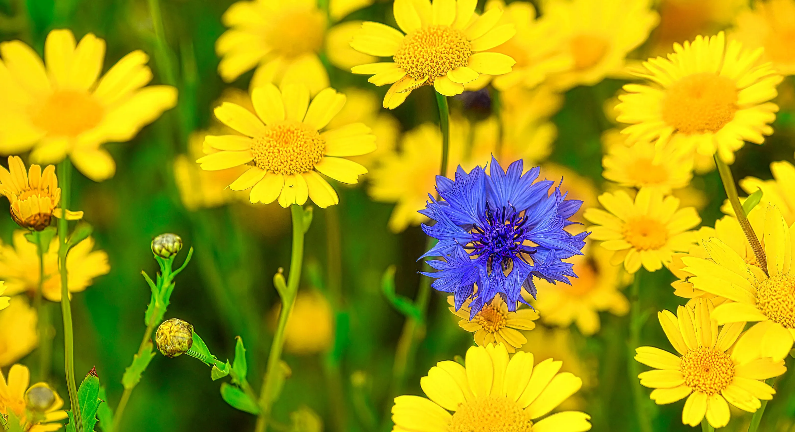 One Flower Not Like All The Others