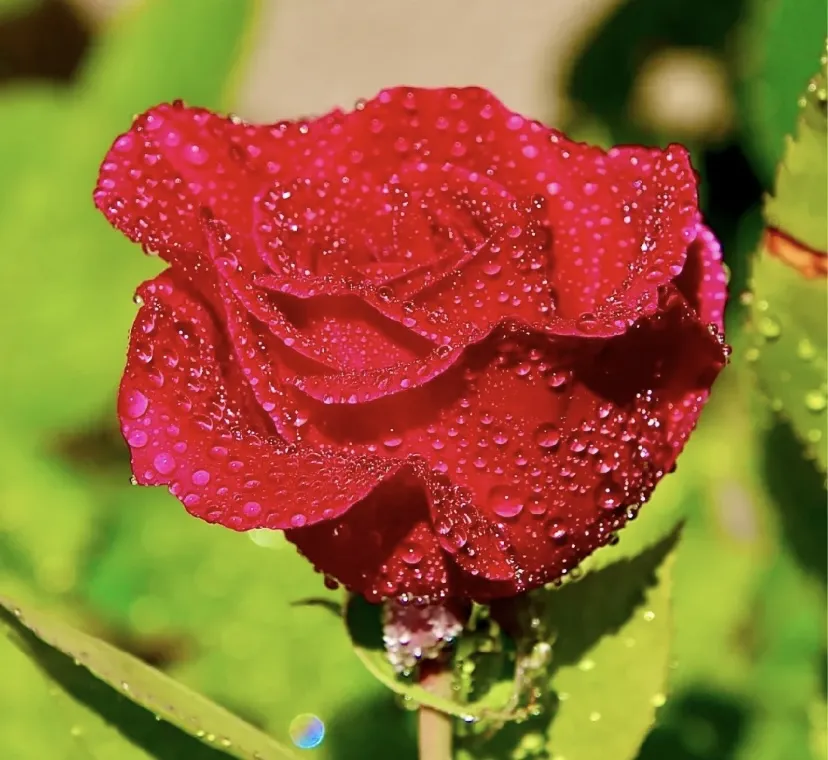 Red Roses (in colour)