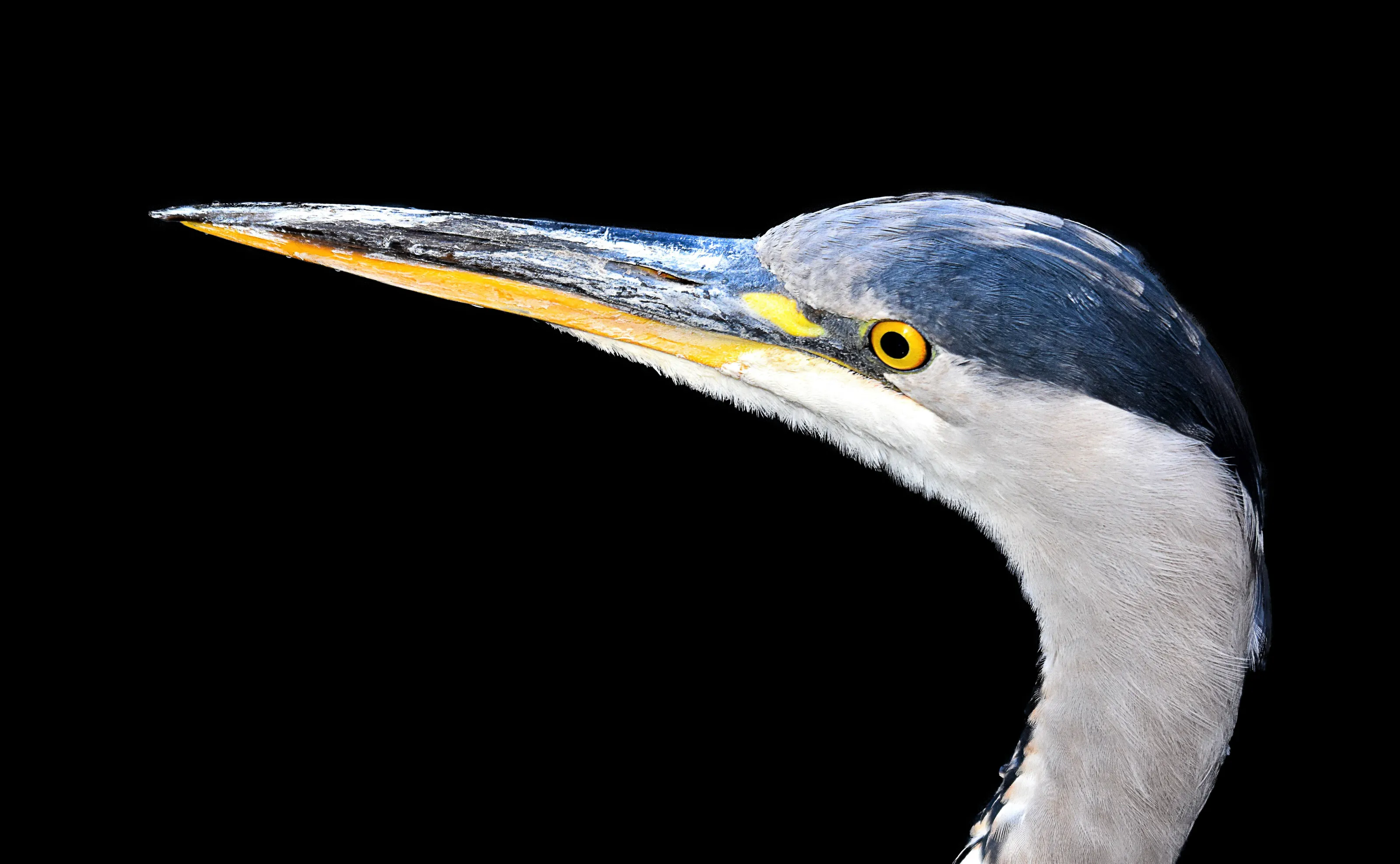 Single Animal on a Black Background (in colour)