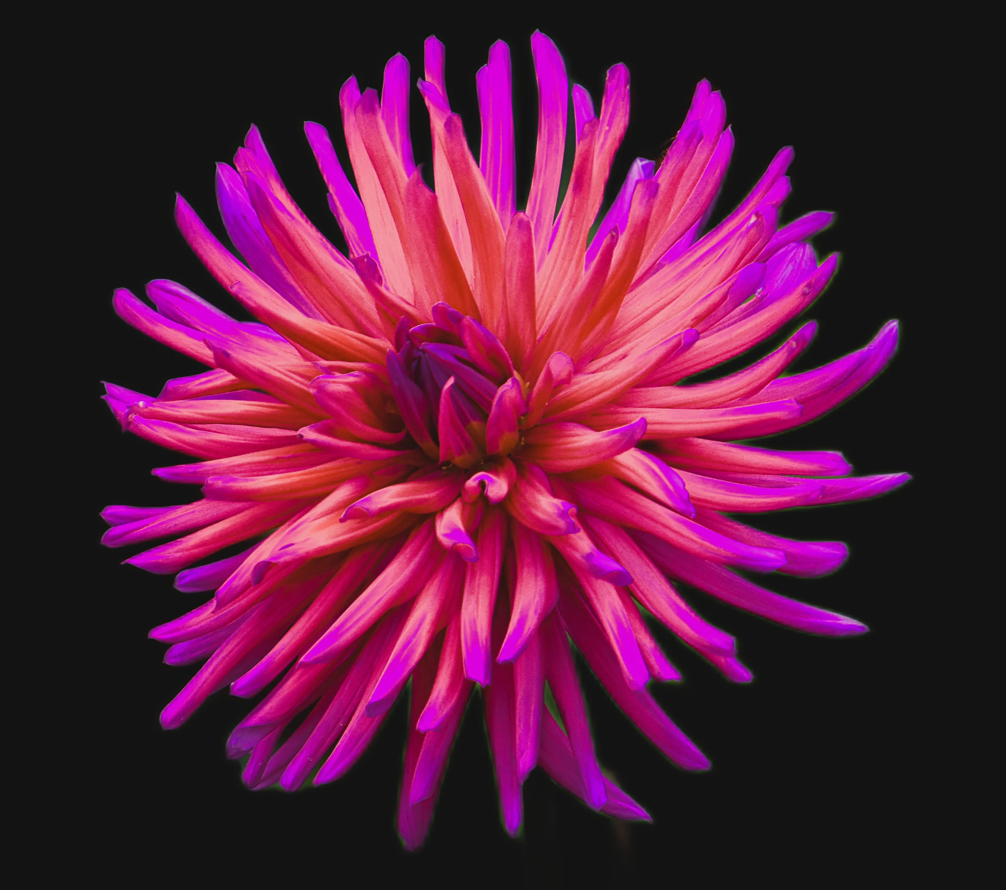 Coloured Flowers on a Black Background