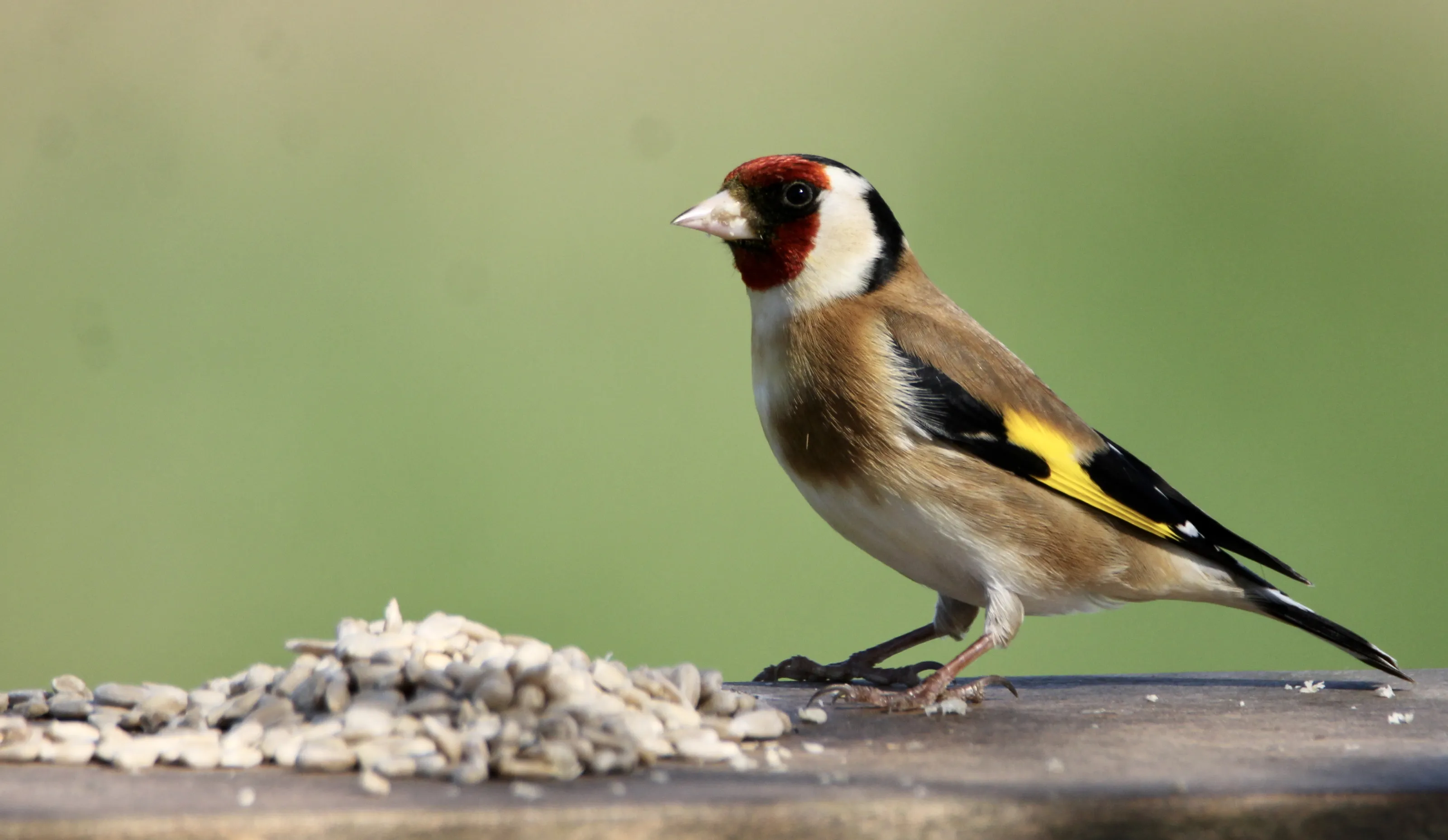 Finches and Buntings