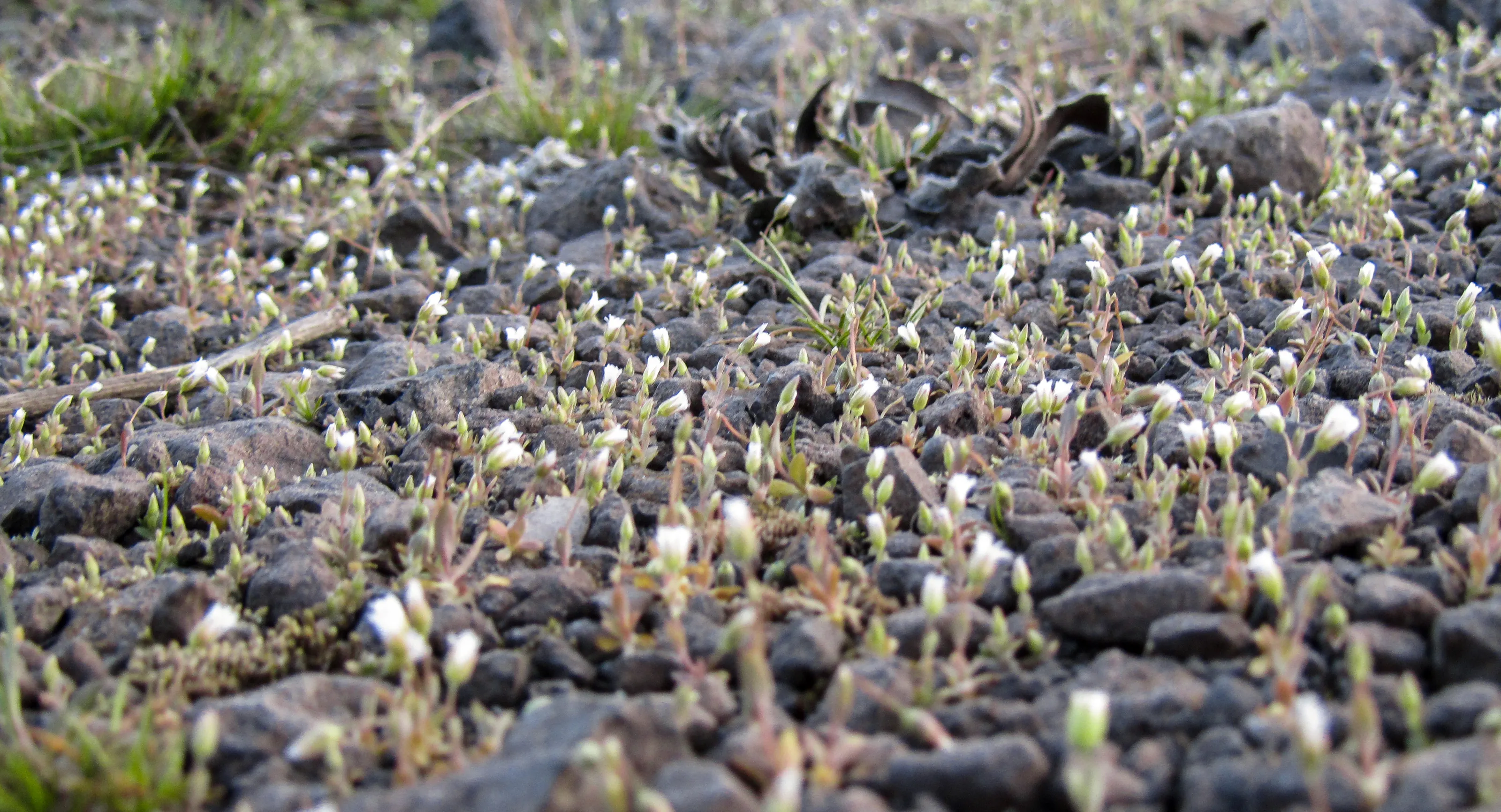 Tiny Flowers (in colour)